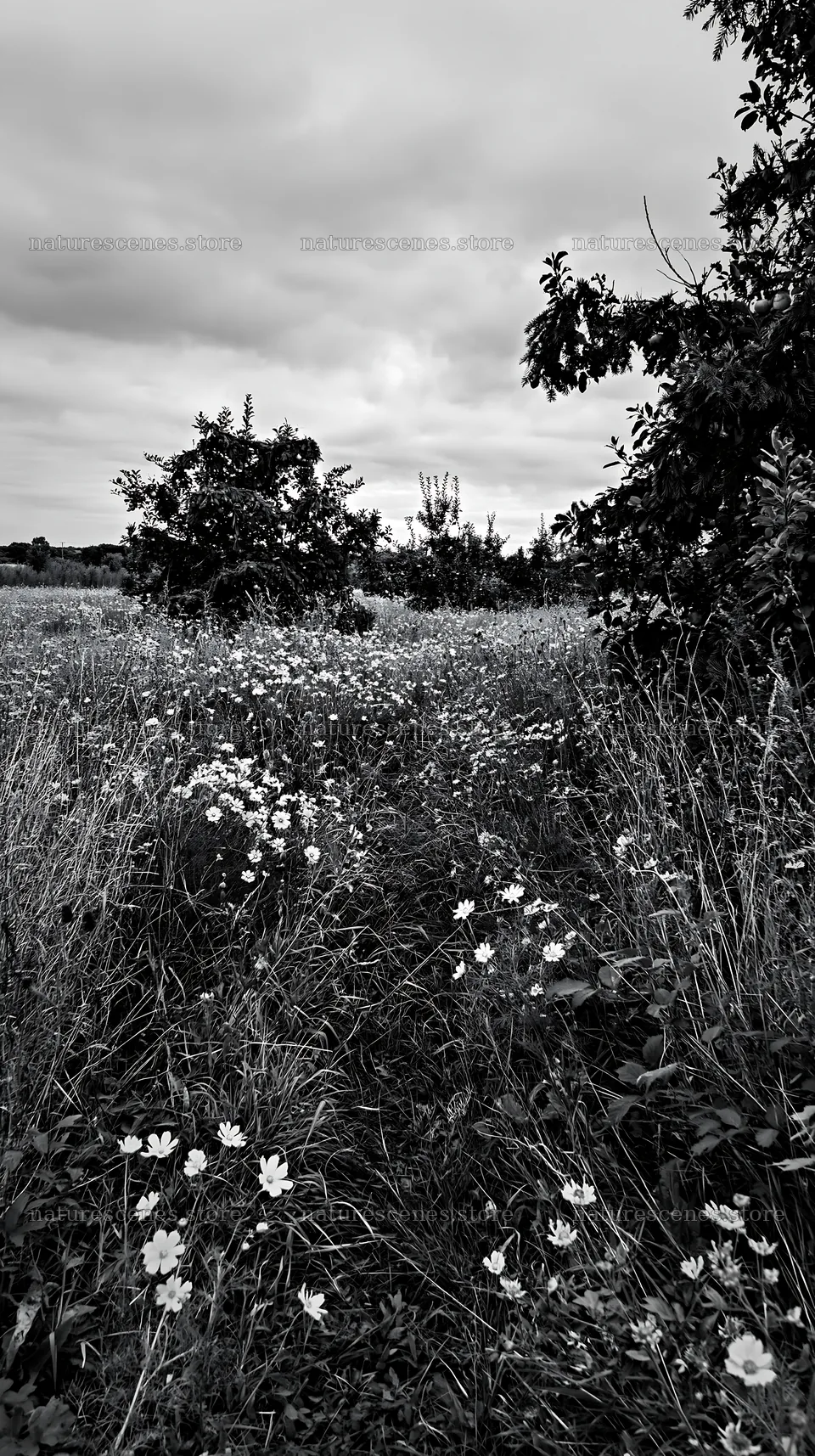Meadow with apple trees and wildflowers in black and white – nature scenes 5938x10608