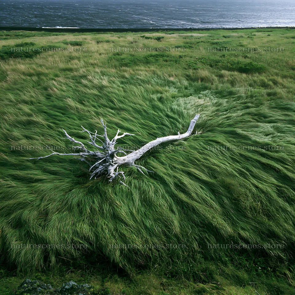 Driftwood on Ishikawa Coastal Meadow after Storm – nature scenes 7938x7938