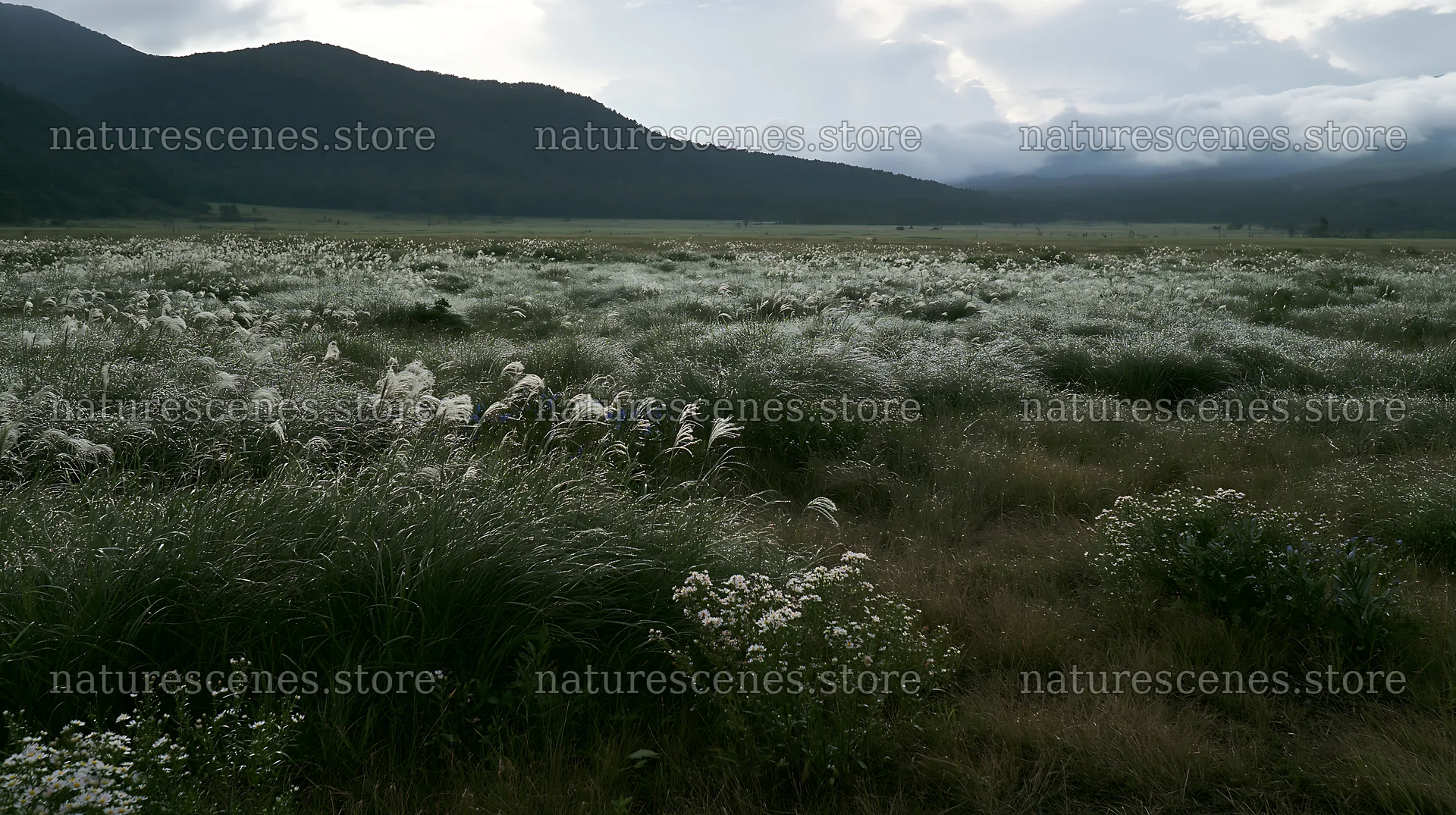 Biodiverse Nagano silver grass meadow with dew at dawn – nature scenes 10608x5938