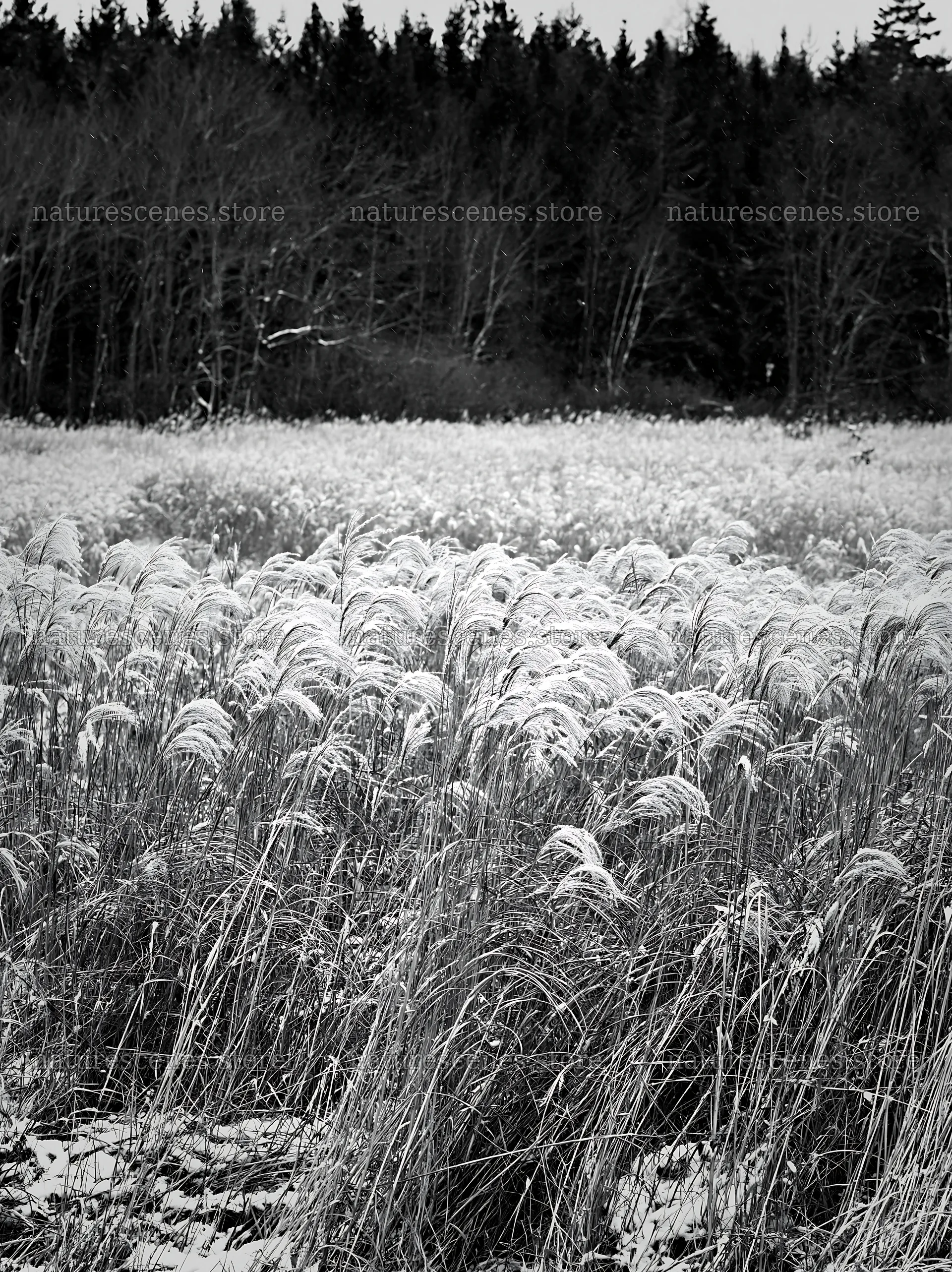 Climate-resilient Hokkaido silver grass meadow seedheads in winter – nature scenes 6866x9174