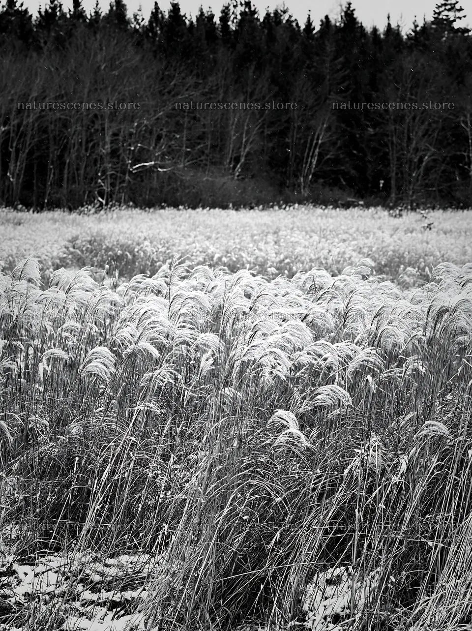 Climate-resilient Hokkaido silver grass meadow seedheads in winter – nature scenes 6866x9174