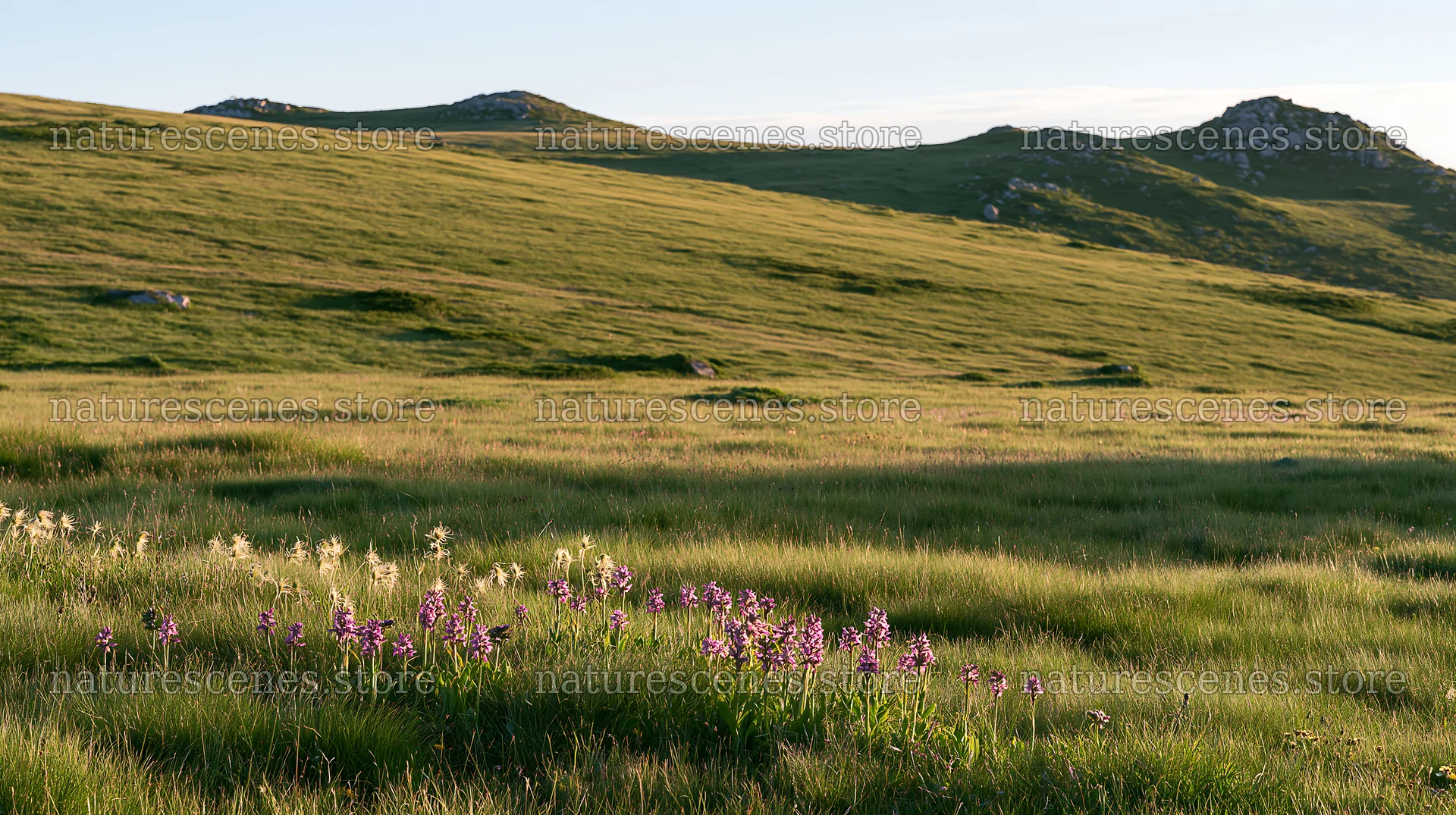 Regenerative meadow with wildflowers and hills in sunlight – nature scenes 10608x5938