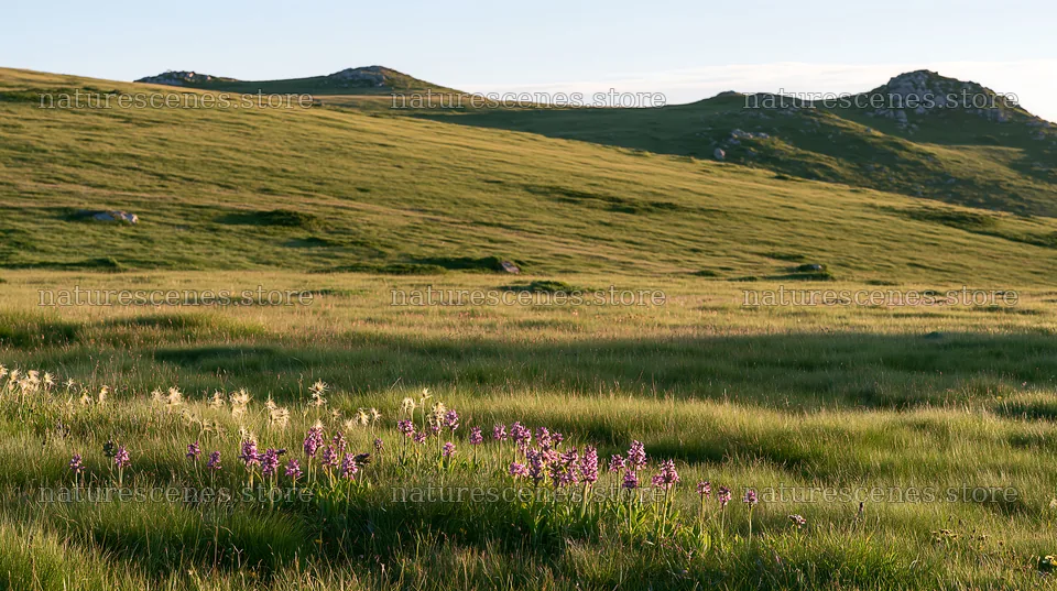 Regenerative meadow with wildflowers and hills in sunlight – nature scenes 10608x5938