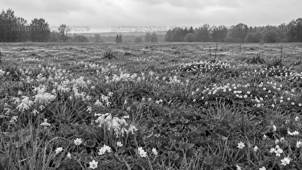 Wildflower Meadow in Black and White – nature scenes 10324x5812