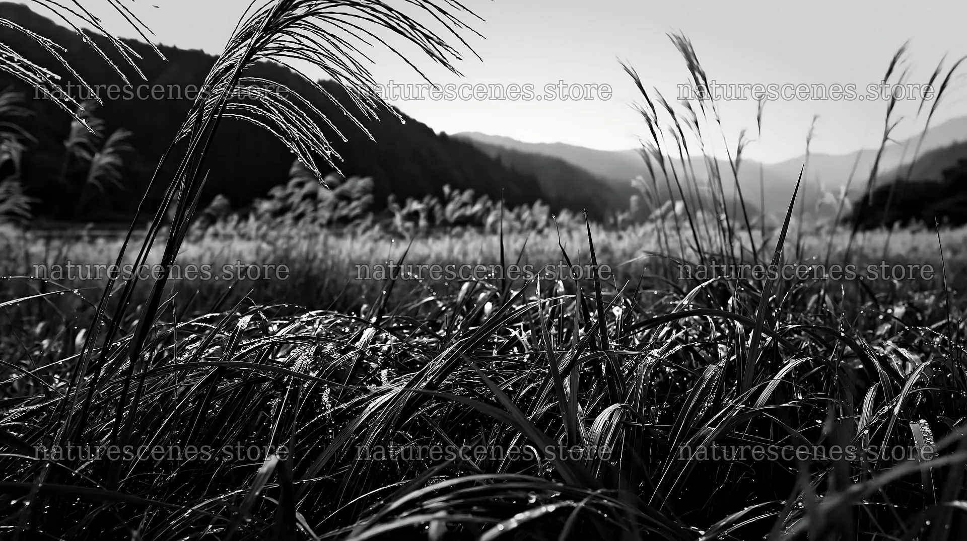 Fukui native grass meadow with rain droplets in black and white – nature scenes 10608x5938