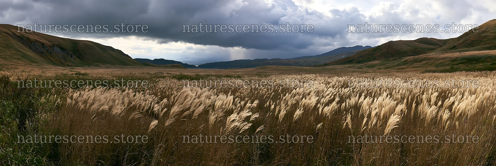 Climate-resilient Hokkaido silver grass meadow with seedheads – nature scenes 13690x4602