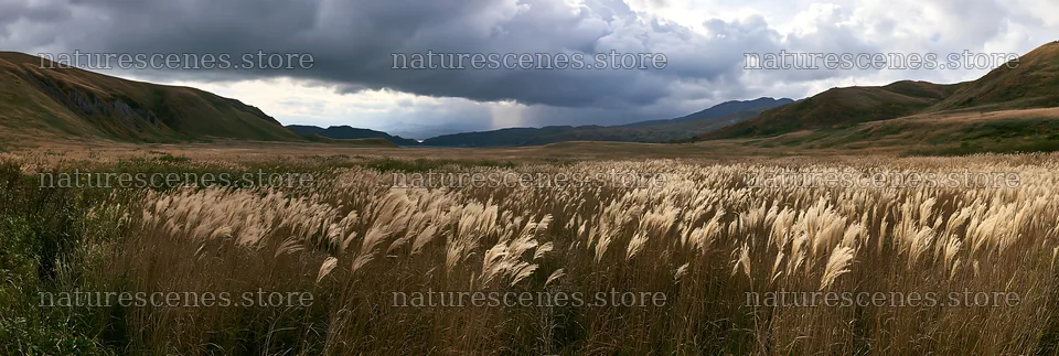 Climate-resilient Hokkaido silver grass meadow with seedheads – nature scenes 13690x4602