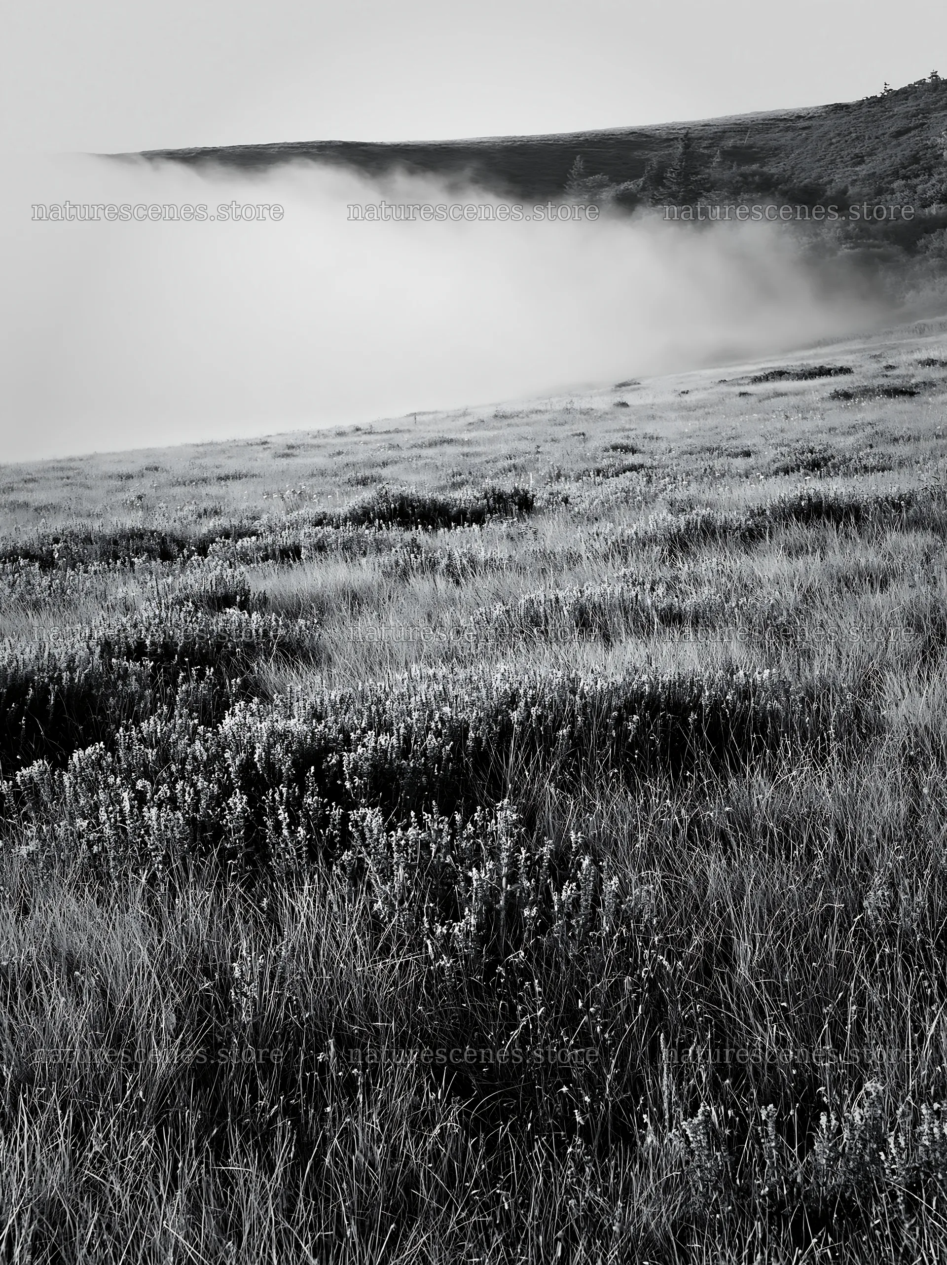 Fog over meadow in the German foothills – nature scenes 6866x9174
