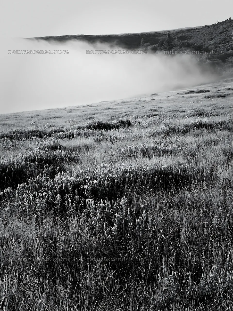Fog over meadow in the German foothills – nature scenes 6866x9174