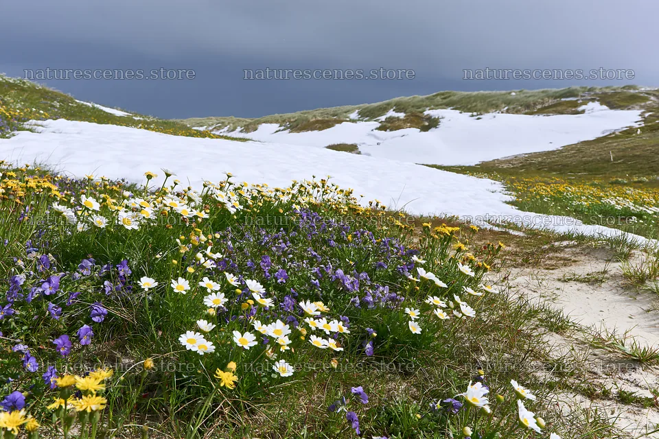 Snow-covered dune meadow with wildflowers in spring – nature scenes 9722x6480