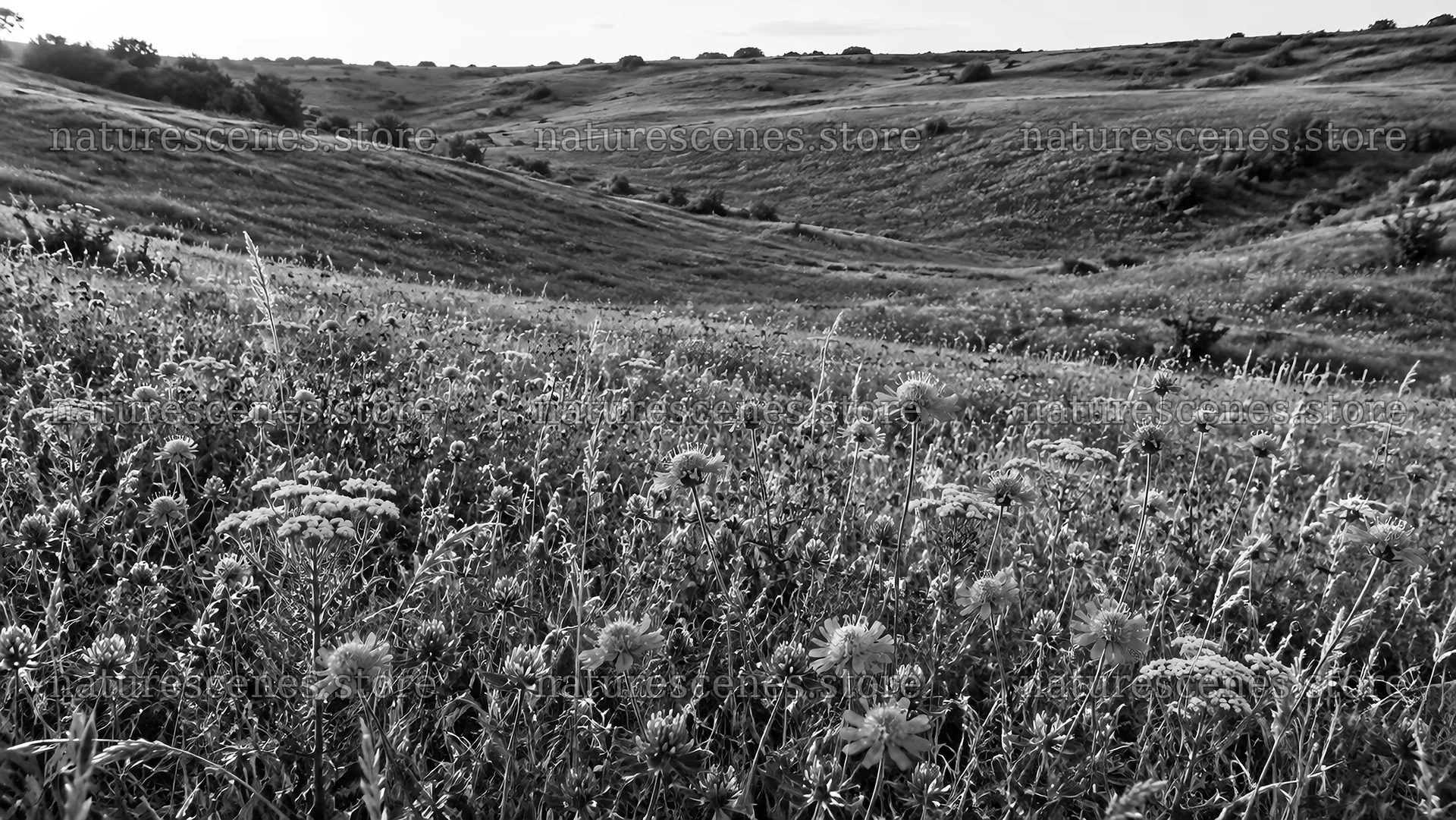 Monochrome Wildflower Meadow Across Rolling Hills – nature scenes 10324x5812