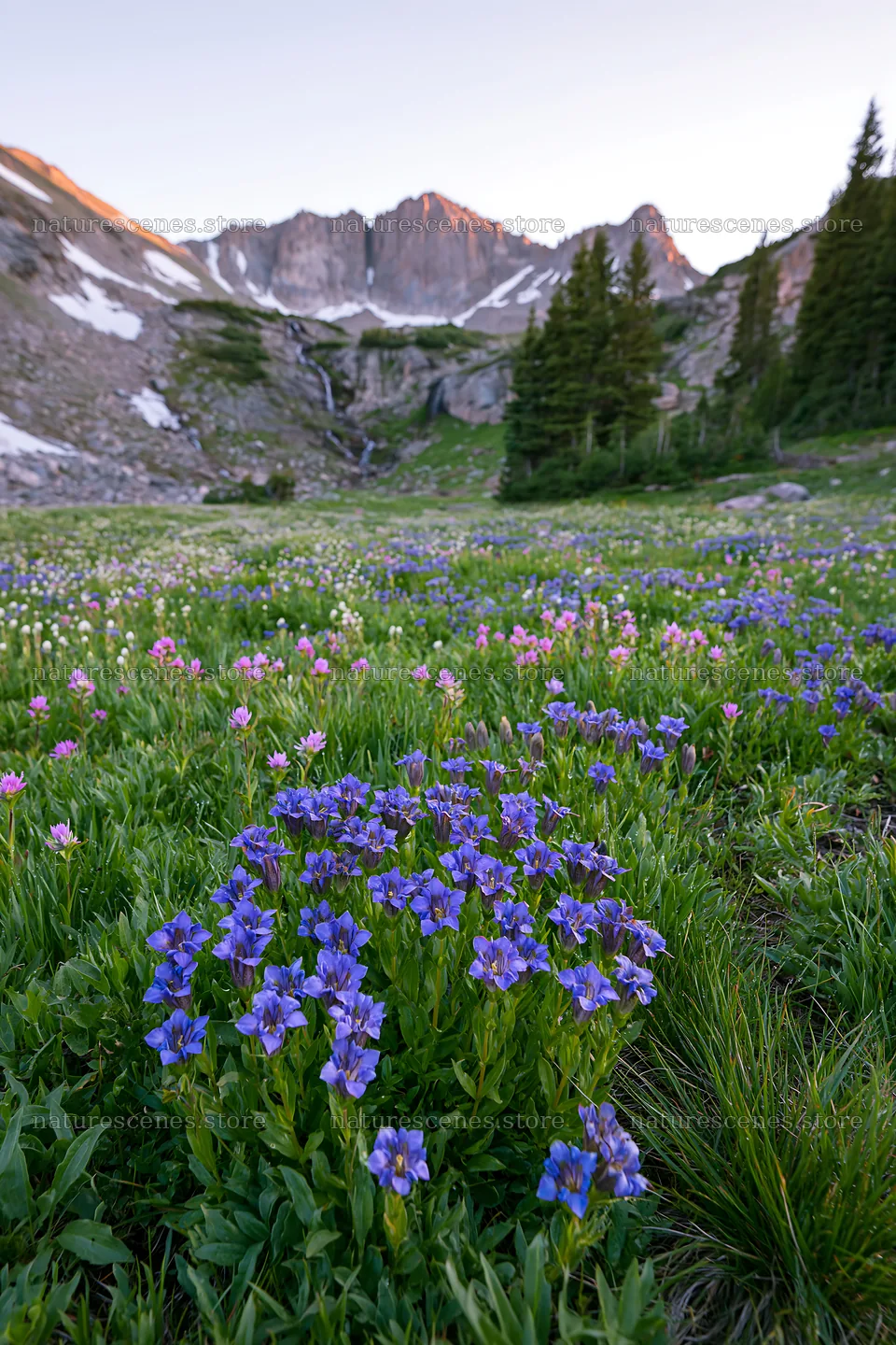 Flowers bloom in a meadow with a distant cascade – nature scenes 6480x9722