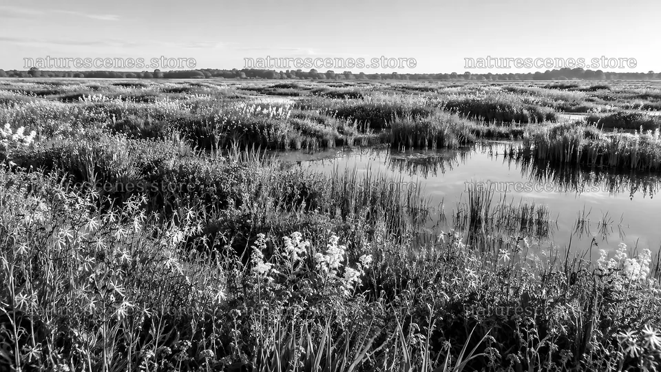 Monochrome Wildflowers Along a Marsh – nature scenes 10324x5812