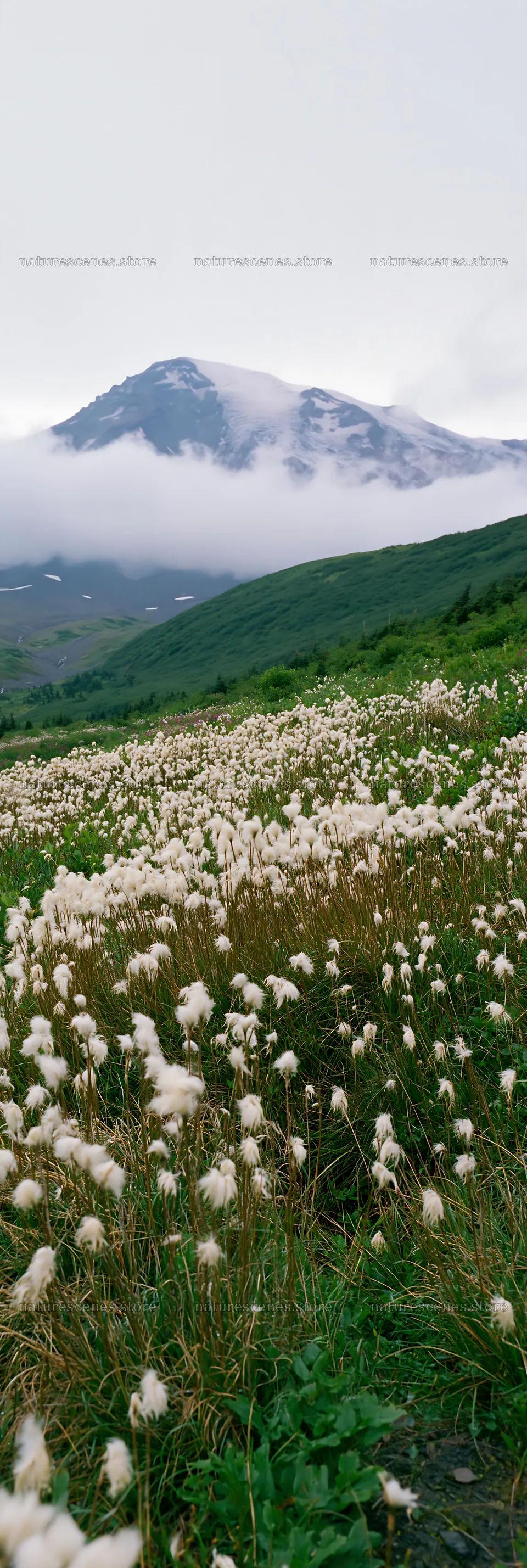 Meadow filled with seedheads and mountains in the background – nature scenes 4602x13690