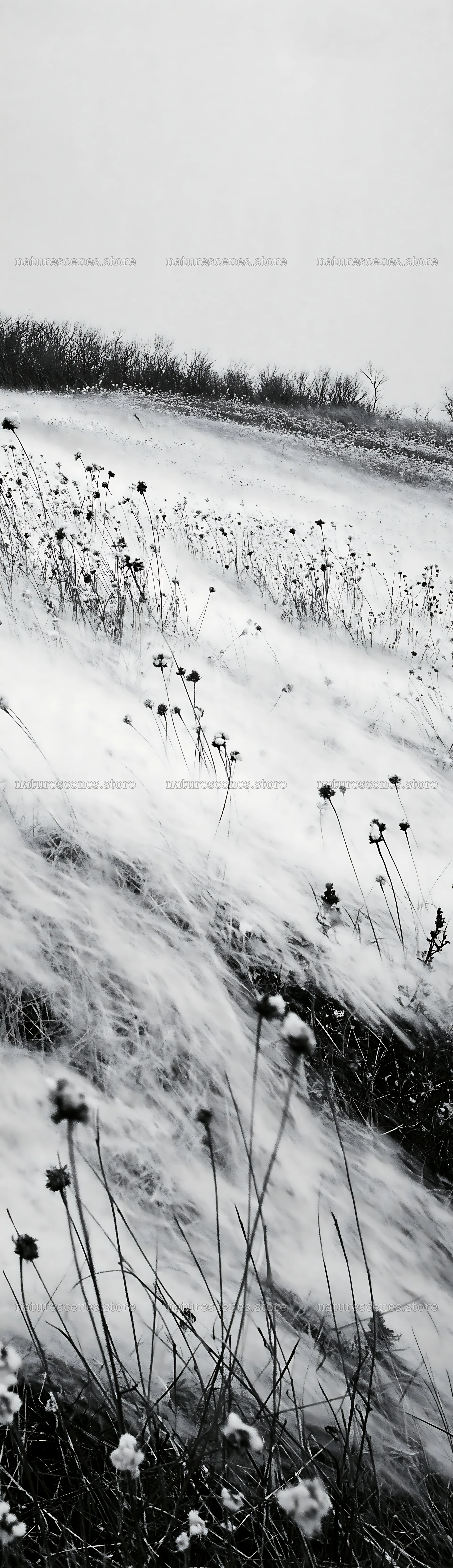 Dune meadow covered in snow with flowers in winter – nature scenes 4268x14762