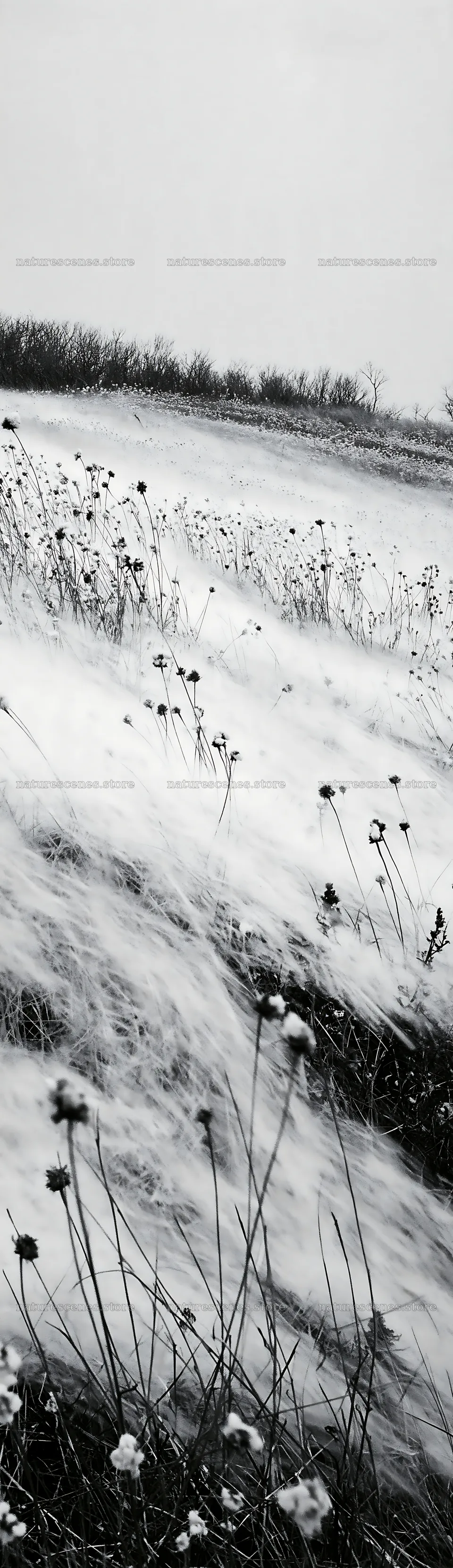 Dune meadow covered in snow with flowers in winter – nature scenes 4268x14762