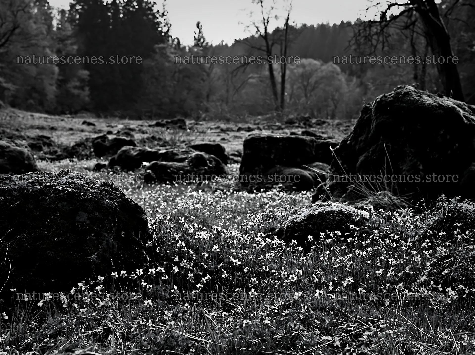 Miyagi spring recovery meadow mossy stone in natural setting – nature scenes 9174x6866