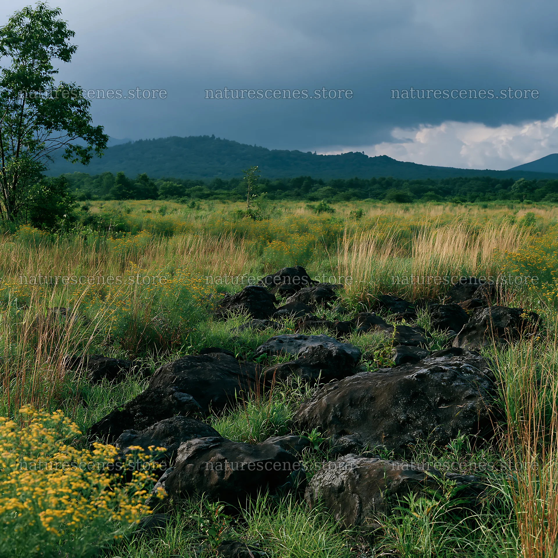 Yamanashi regenerative meadow with basalt stones under cloudy sky – nature scenes 7938x7938