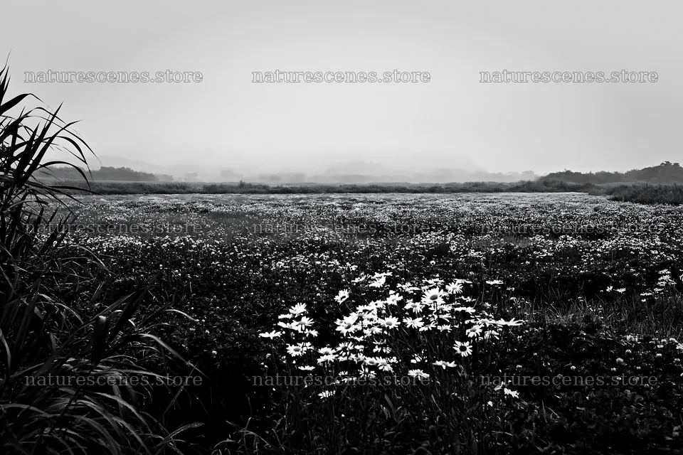 Saga floodplain meadow with reed foreground and flowers – nature scenes 9722x6480