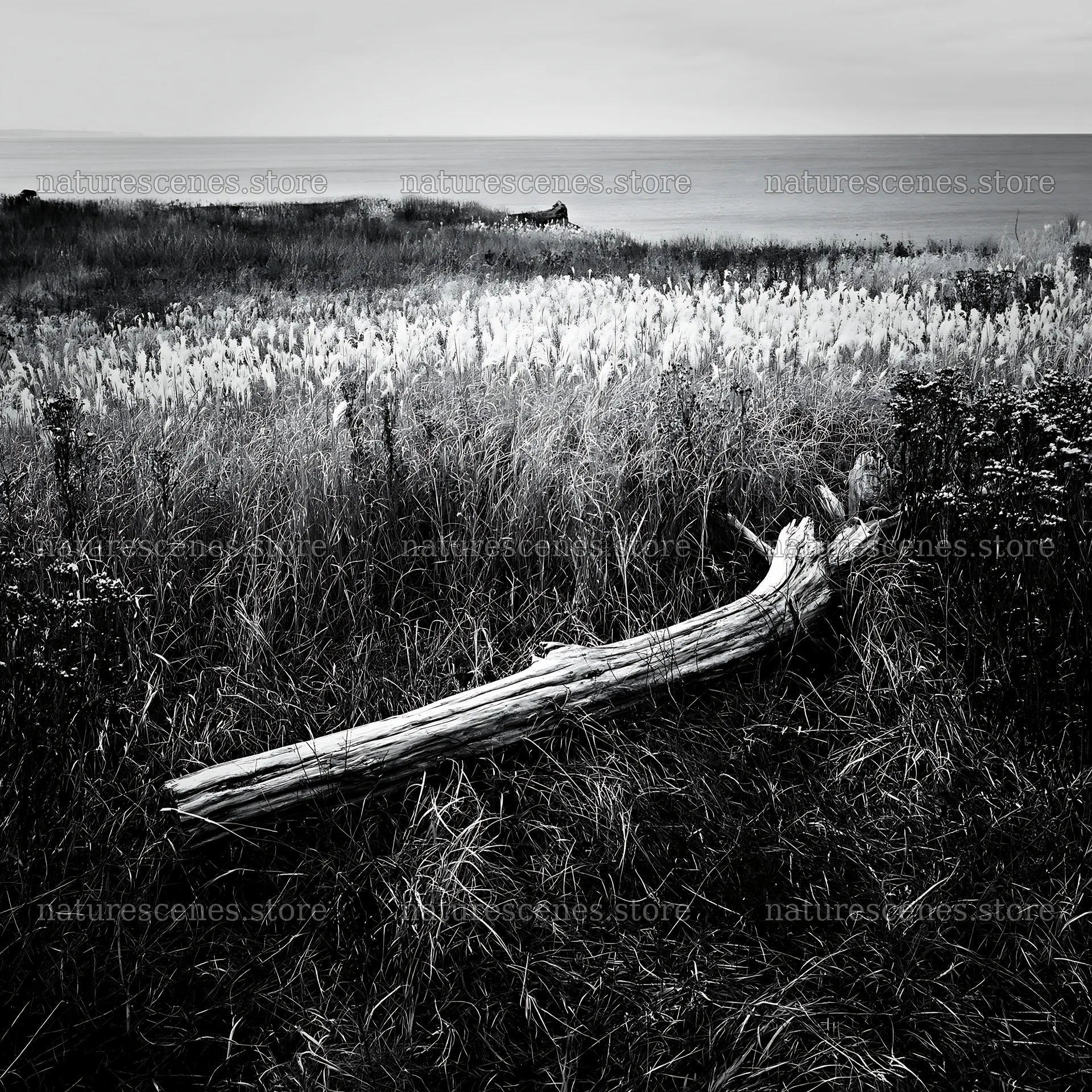 Chiba coastal meadow with driftwood and grass in foreground – nature scenes 7938x7938