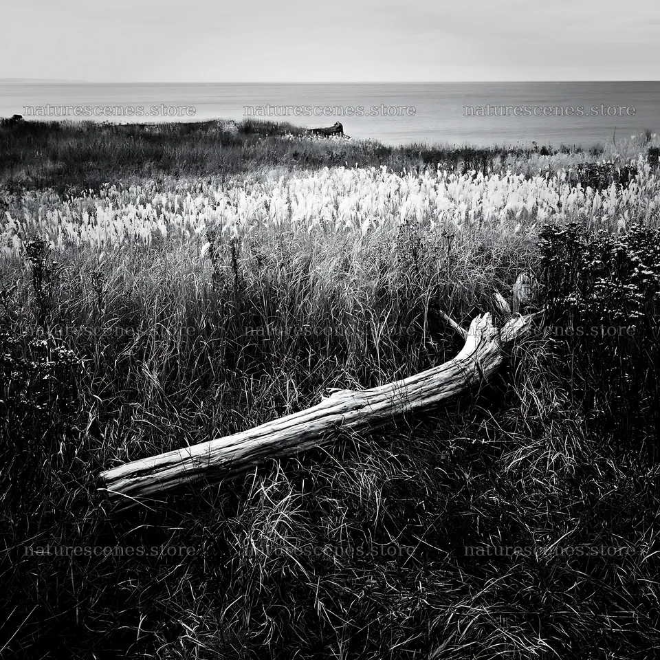 Chiba coastal meadow with driftwood and grass in foreground – nature scenes 7938x7938