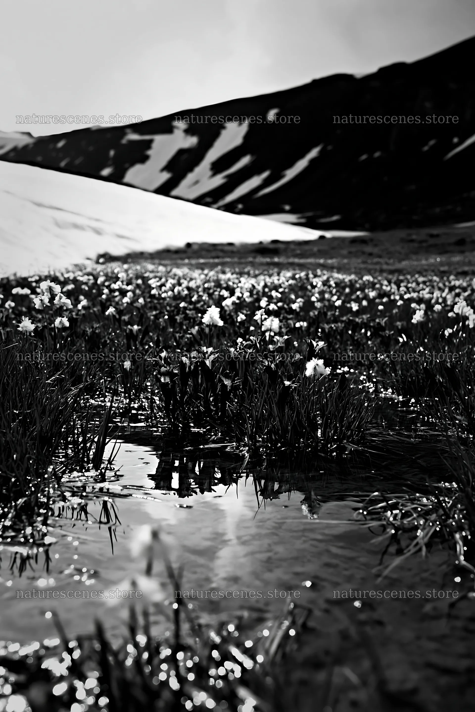 Swiss alpine meadow with wildflowers and melting snow – nature scenes 6480x9722