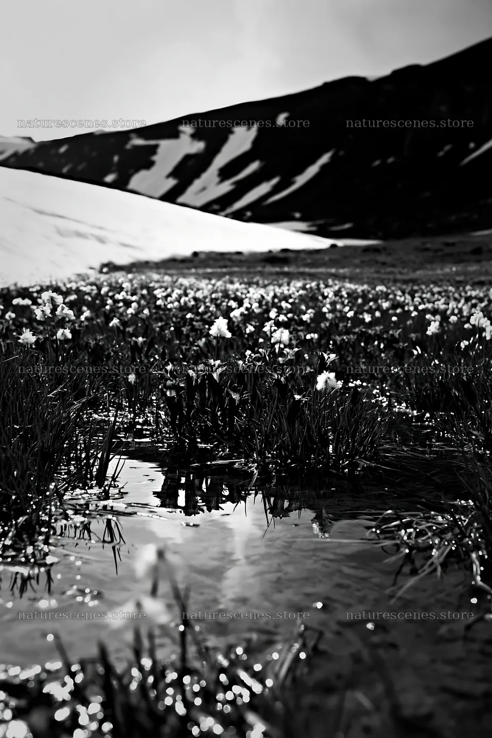 Swiss alpine meadow with wildflowers and melting snow – nature scenes 6480x9722