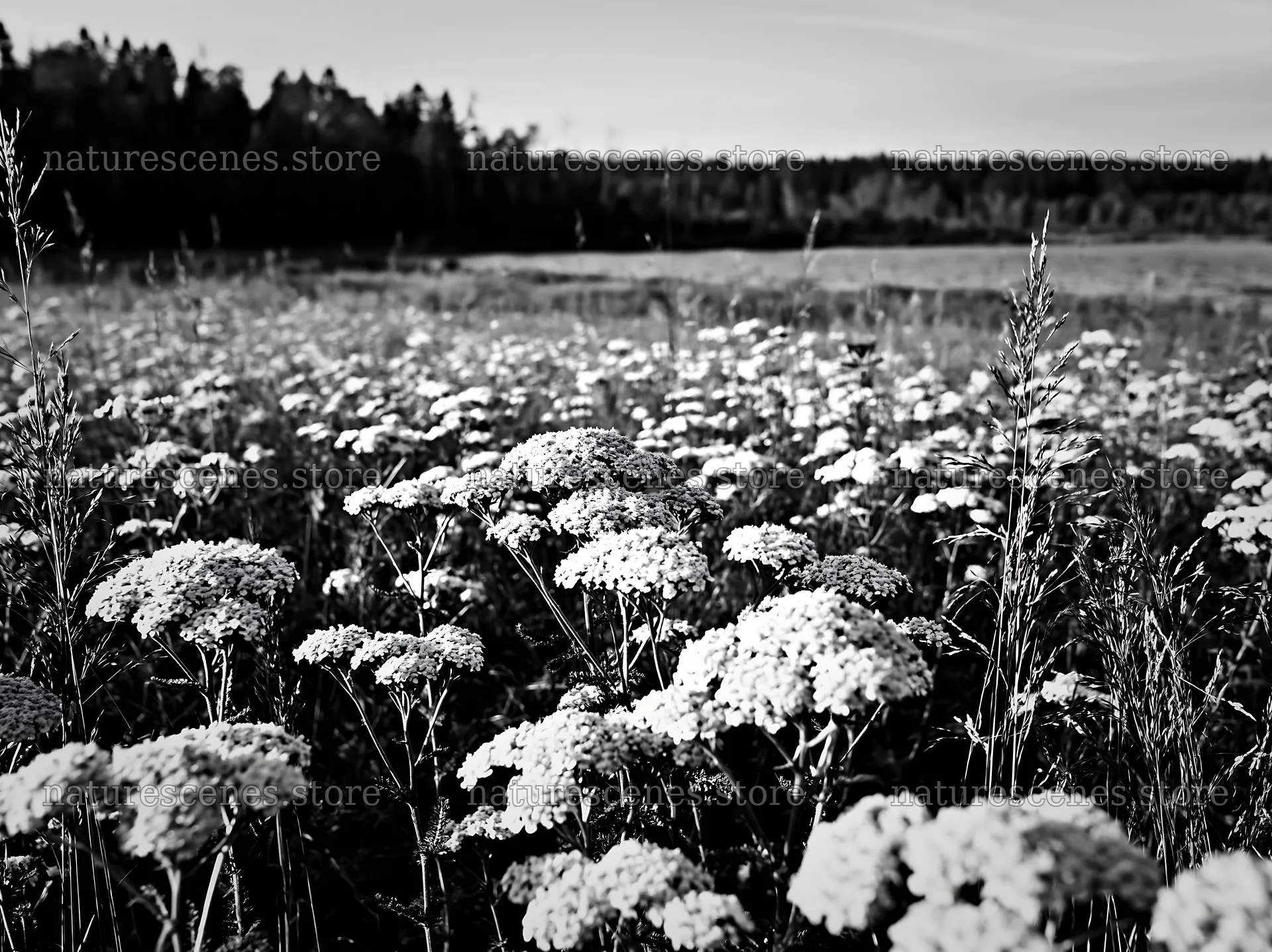 Lakeside meadow with flowers in black and white – nature scenes 9174x6866
