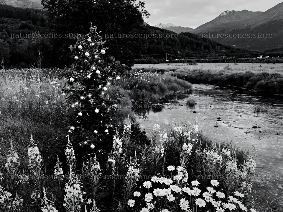 Christmas tree beside a stream in a meadow – nature scenes 9174x6866