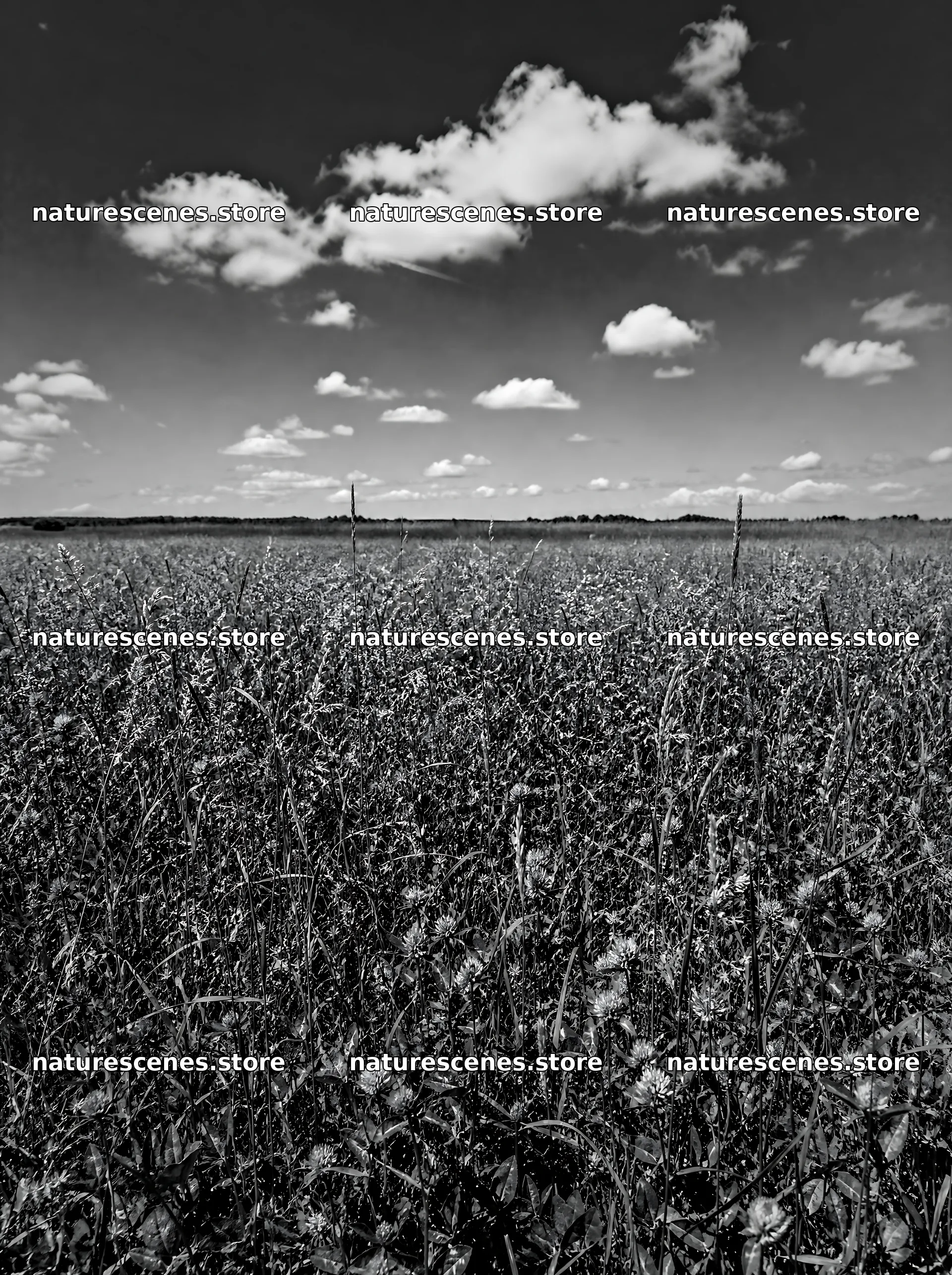 Clover speedwell meadow under a blue sky with clouds – nature scenes 6858x9186