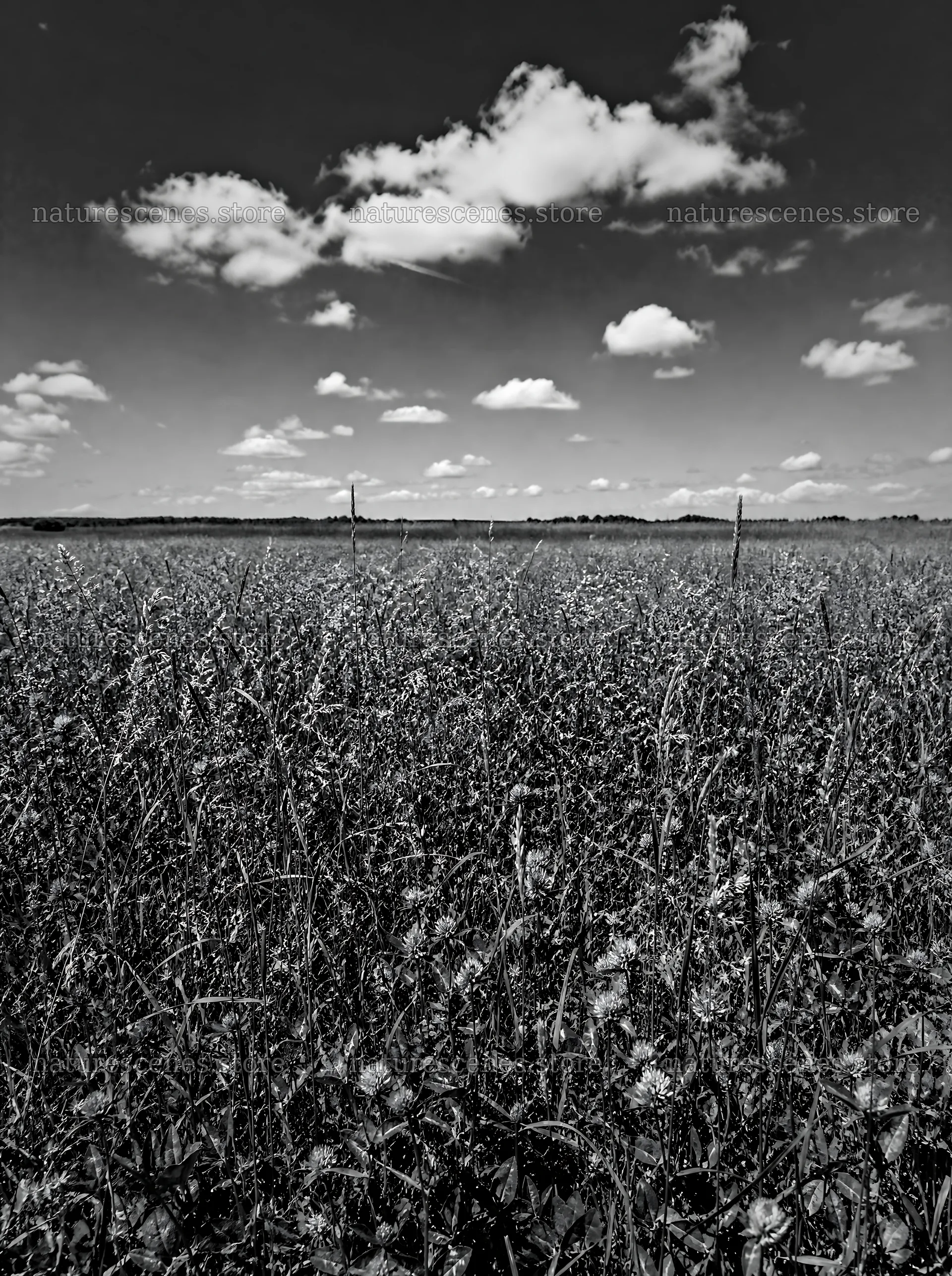 Clover speedwell meadow under a blue sky with clouds – nature scenes 6858x9186