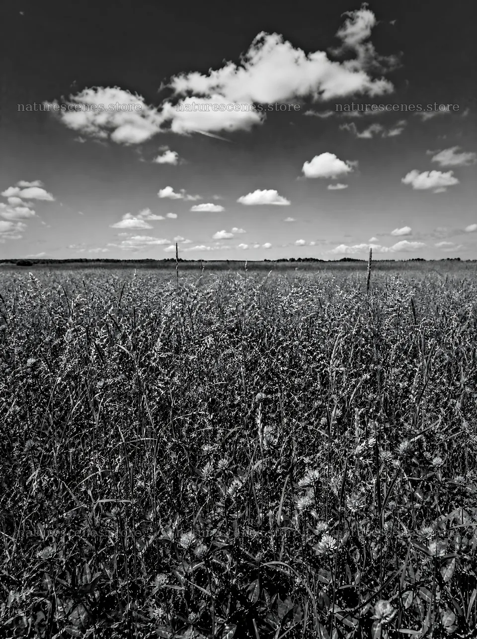 Clover speedwell meadow under a blue sky with clouds – nature scenes 6858x9186
