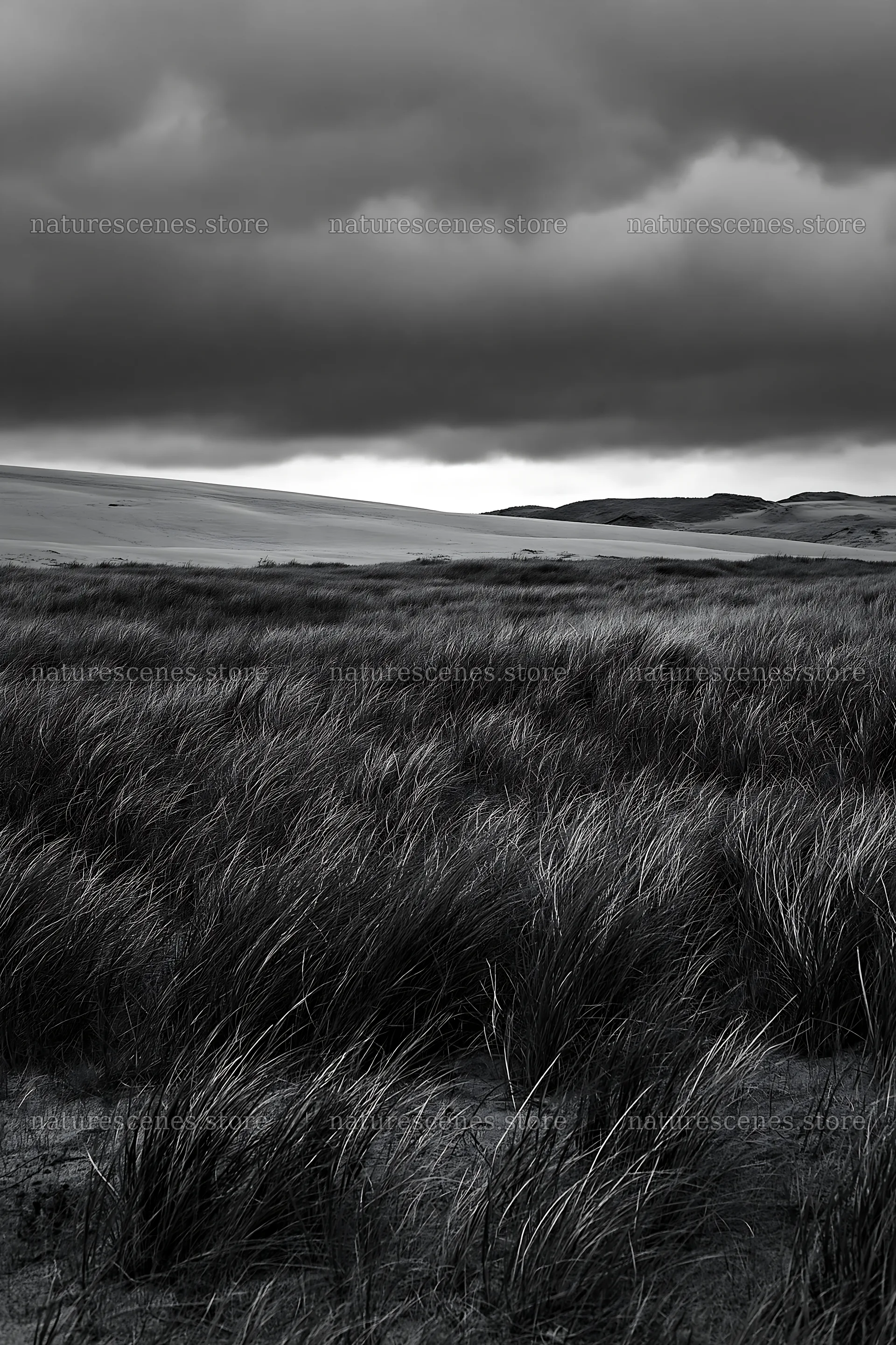 Tottori windy meadow with dune grasses under dark clouds – nature scenes 6480x9722