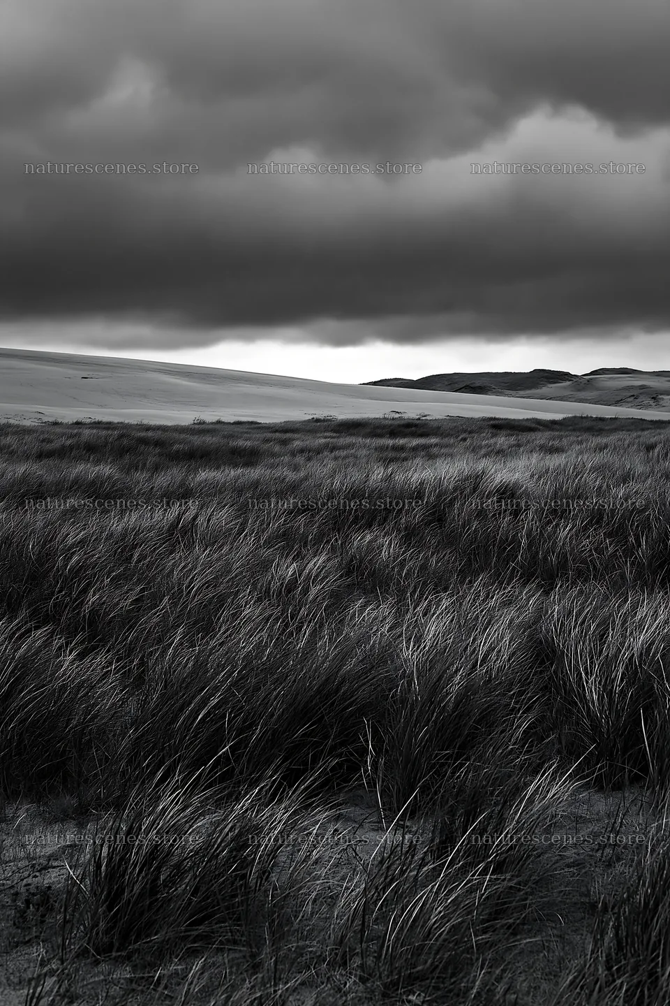Tottori windy meadow with dune grasses under dark clouds – nature scenes 6480x9722