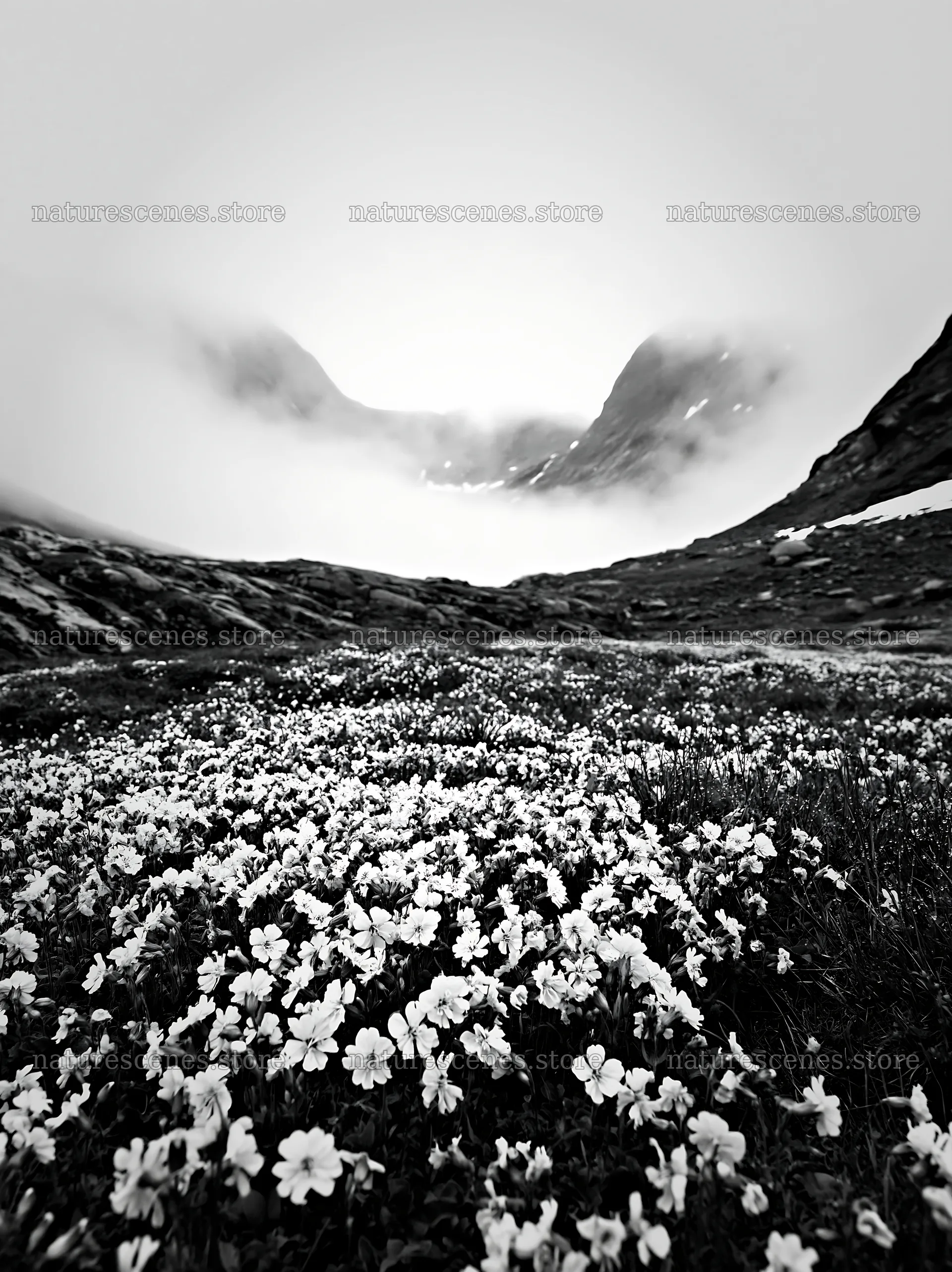 Mountain pass meadow filled with flowers and fog – nature scenes 6866x9174