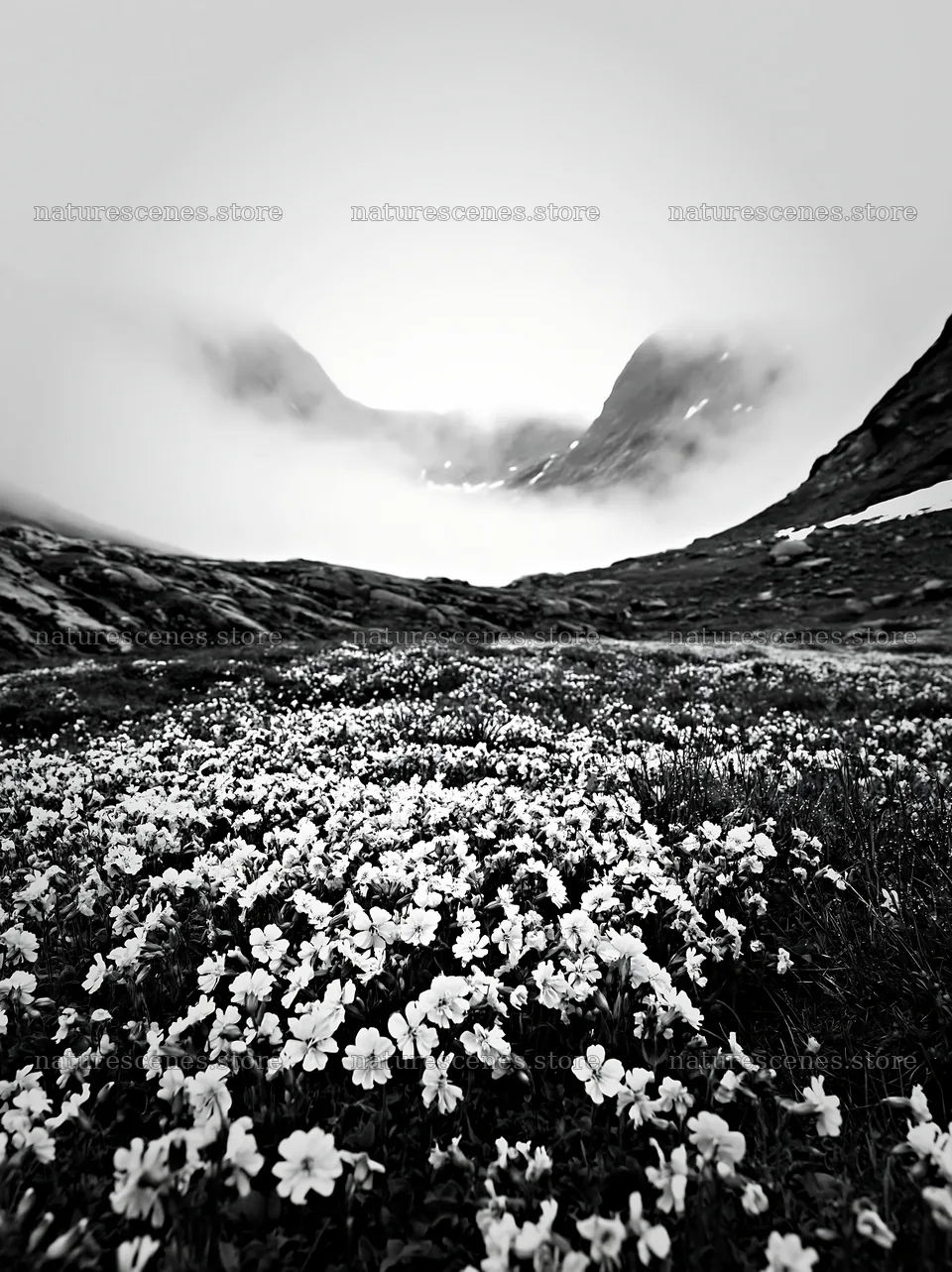 Mountain pass meadow filled with flowers and fog – nature scenes 6866x9174