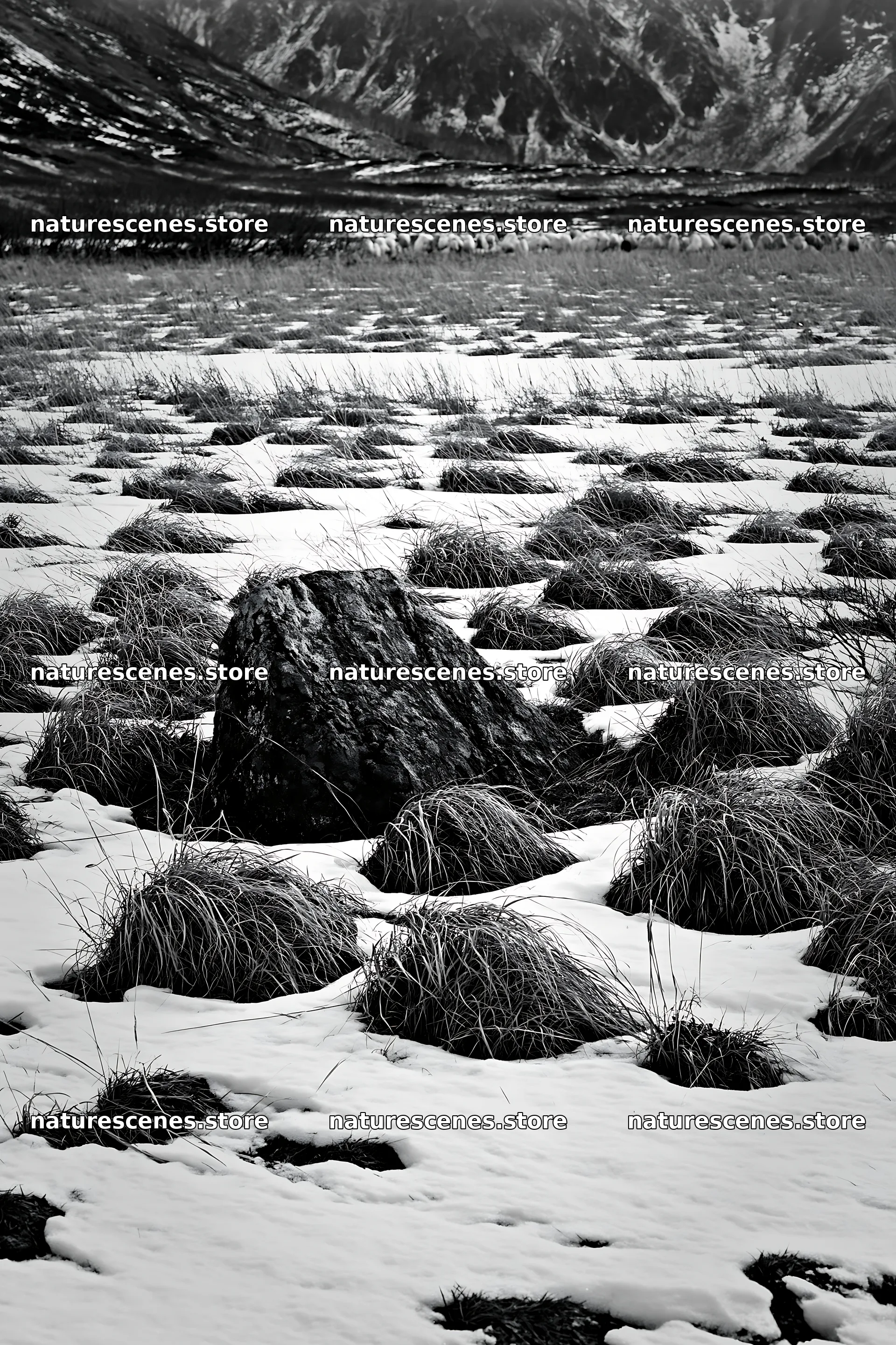 Aomori climate resilient meadow with boulder in snow – nature scenes 6480x9722