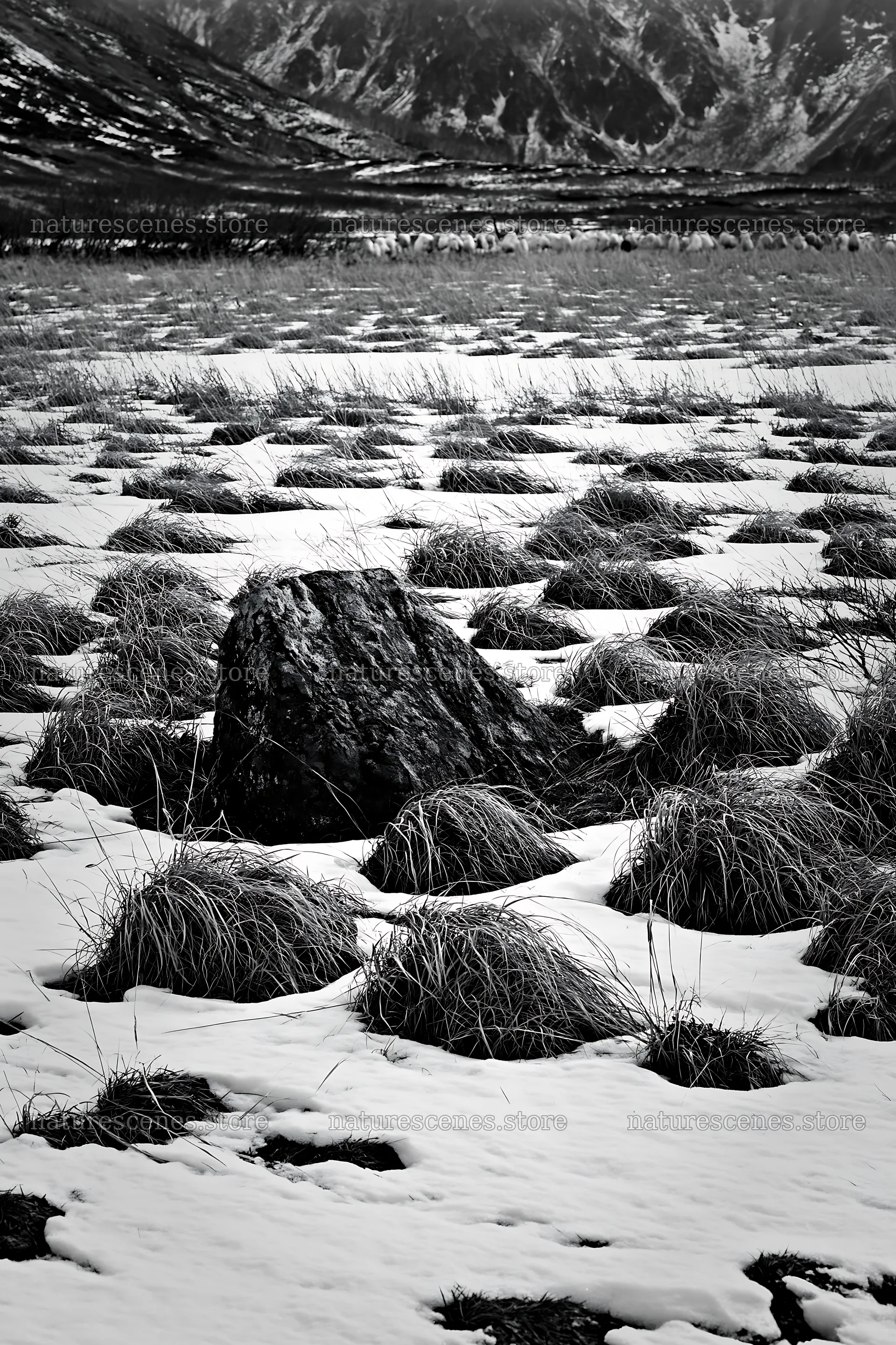 Aomori climate resilient meadow with boulder in snow – nature scenes 6480x9722