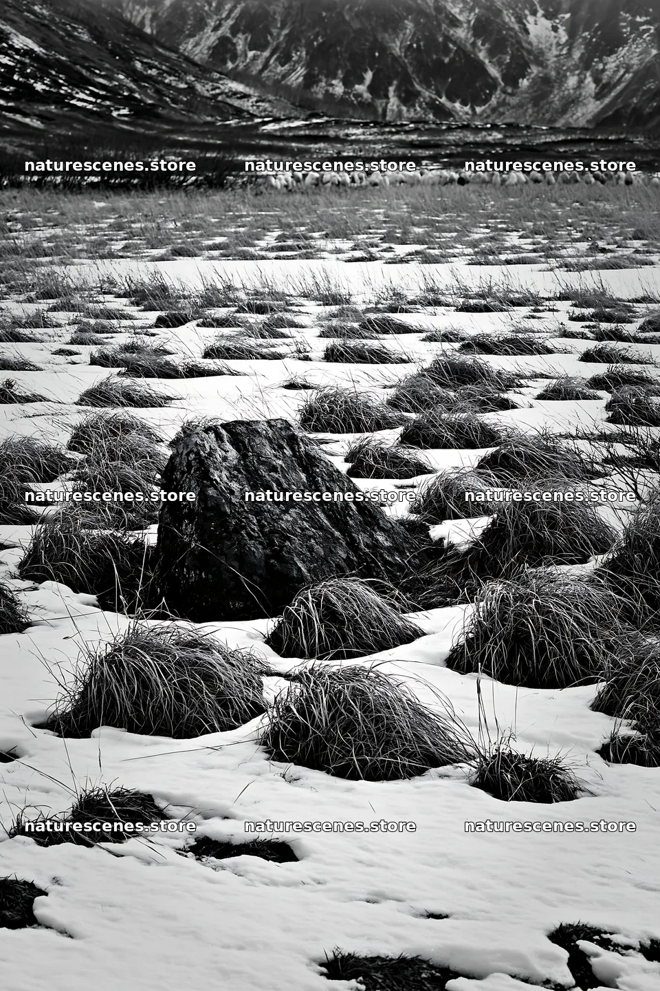 Aomori climate resilient meadow with boulder in snow – nature scenes 6480x9722