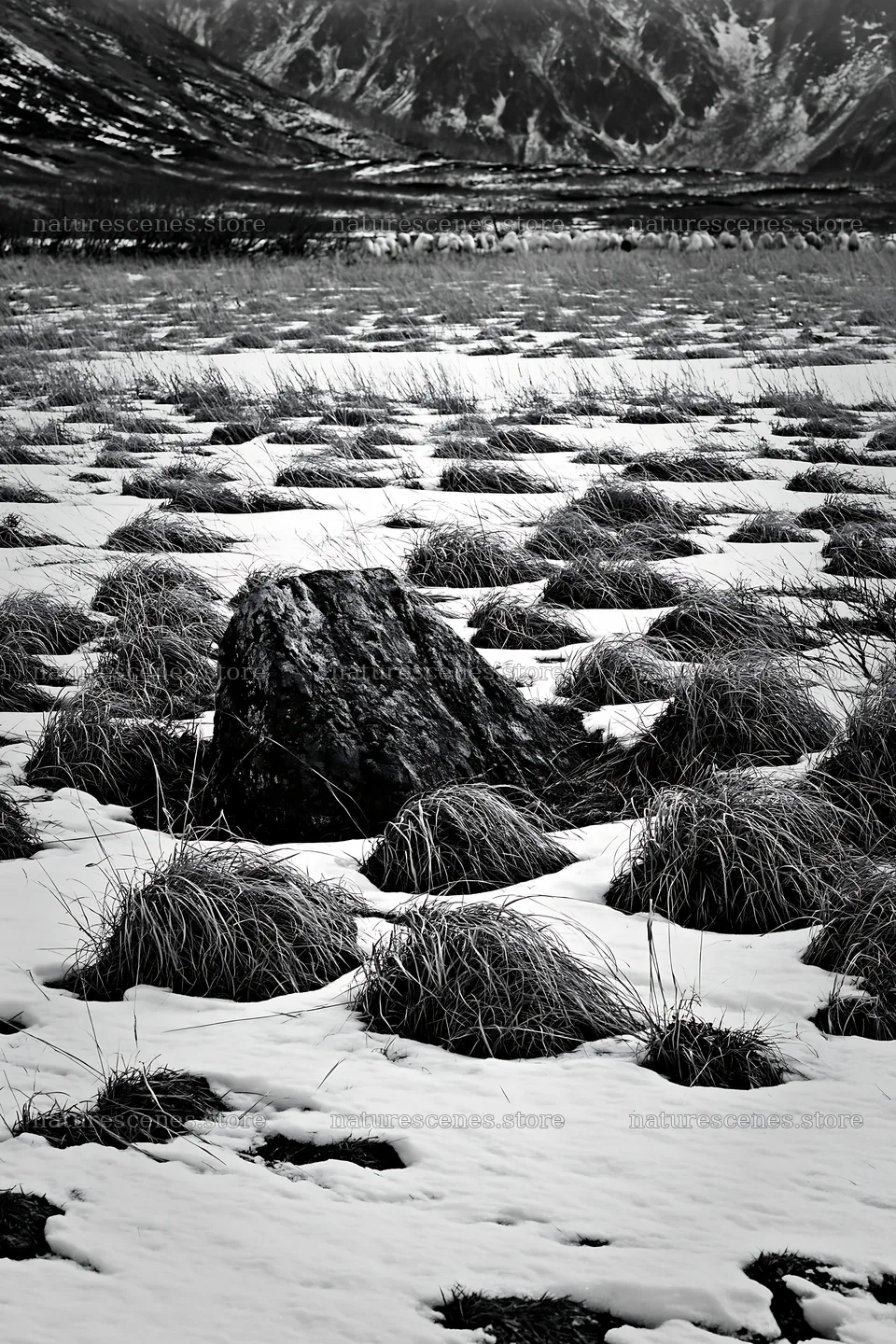 Aomori climate resilient meadow with boulder in snow – nature scenes 6480x9722