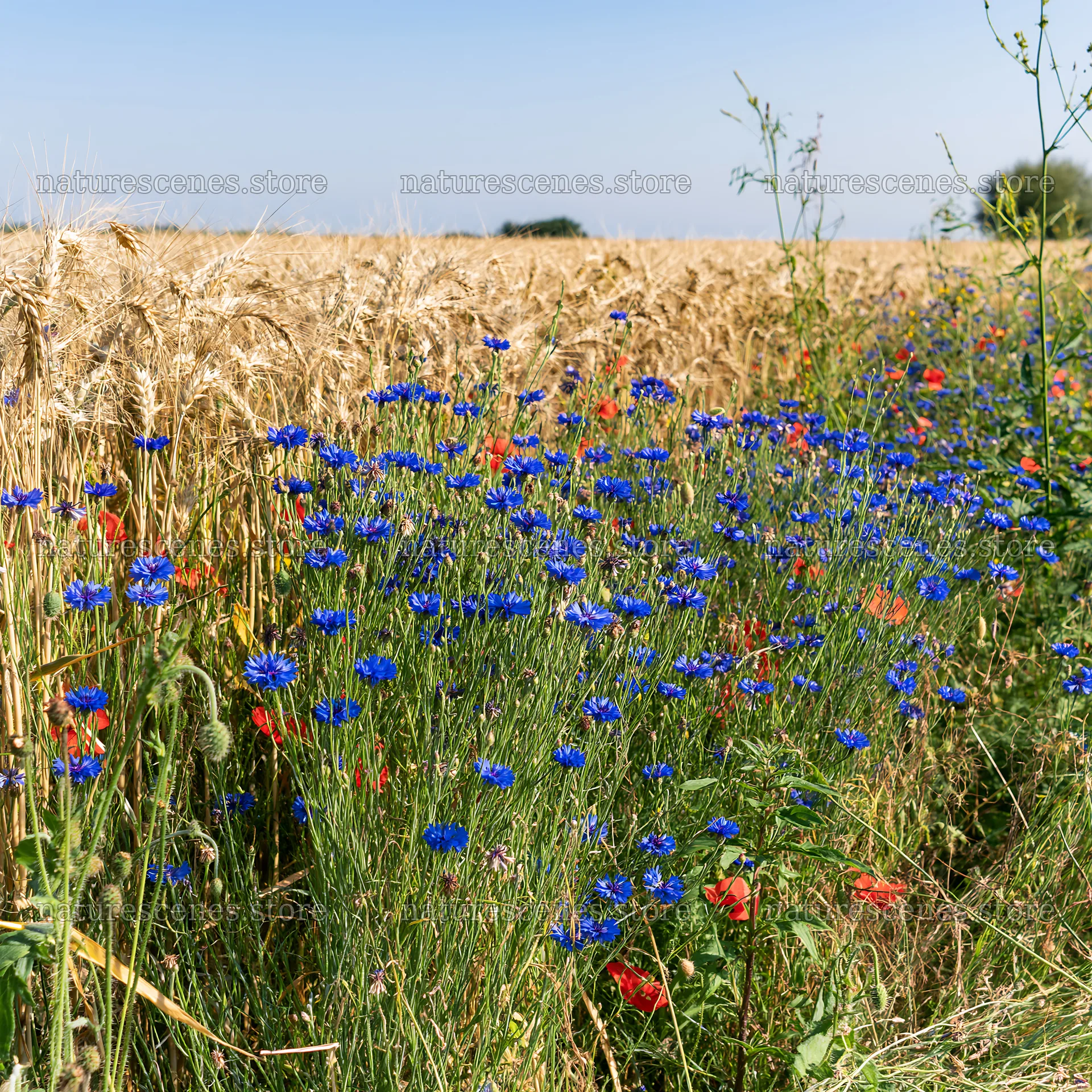 Colorful cornflower meadow near wheat fields in summer – nature scenes 7938x7938
