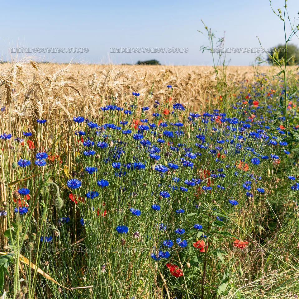 Colorful cornflower meadow near wheat fields in summer – nature scenes 7938x7938