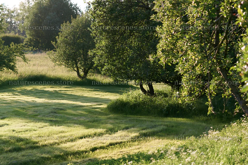 Valley apple meadow with trees and grass in sunlight – nature scenes 9722x6480