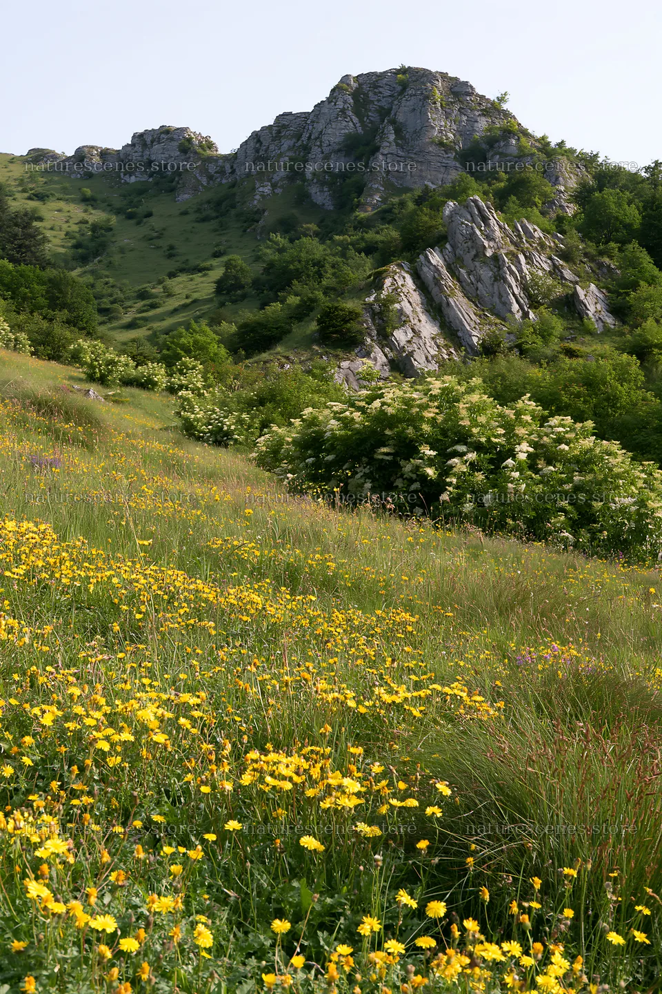 Regenerative meadow with yellow flowers and rocky hillside – nature scenes 6480x9722