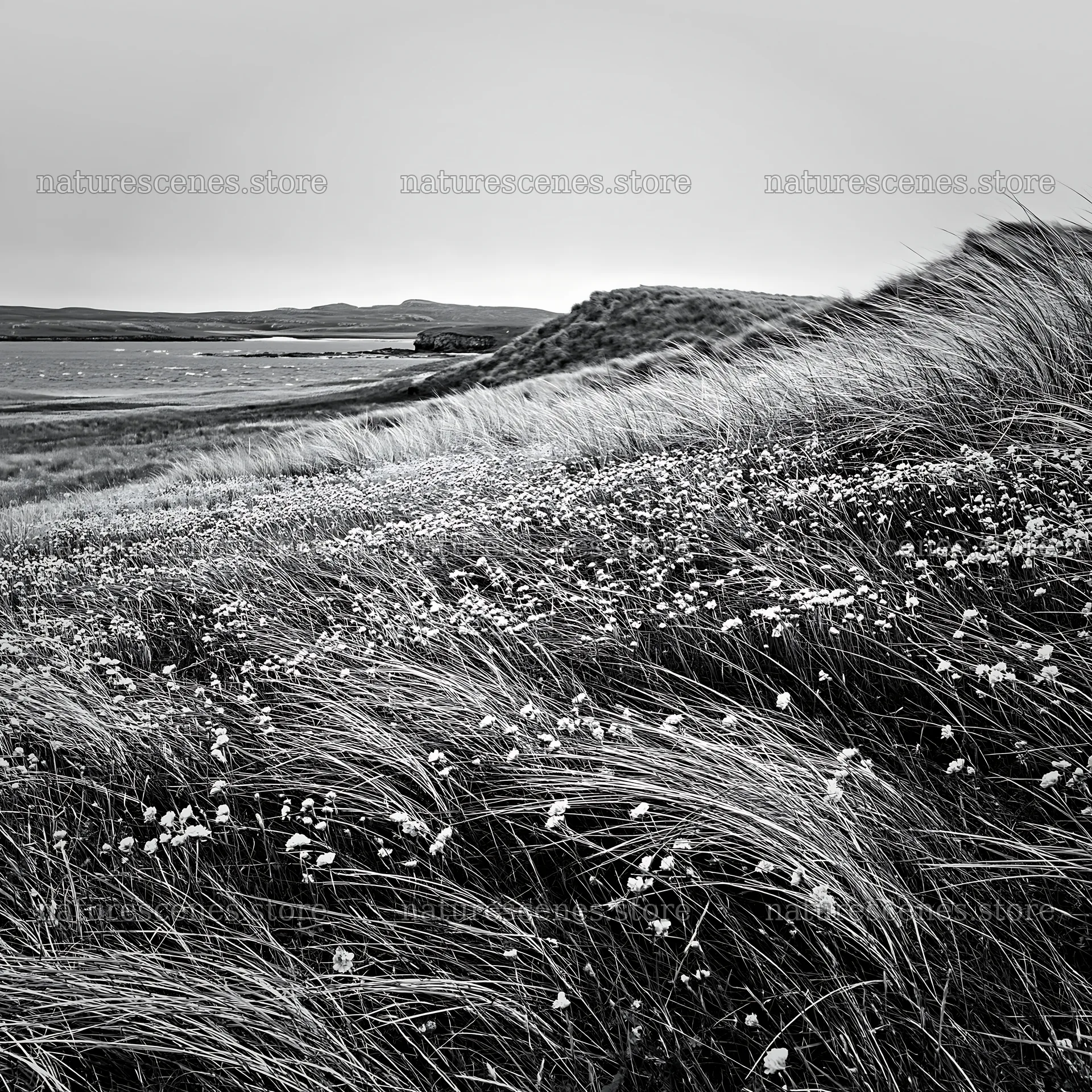 Climate-resilient meadow with wildflowers and grass – nature scenes 7938x7938