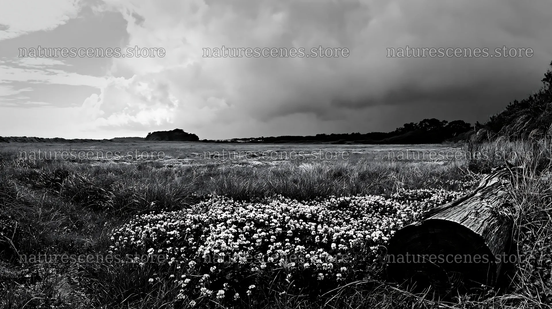 Chiba coastal meadow with driftwood and flowers on the ground – nature scenes 10608x5938