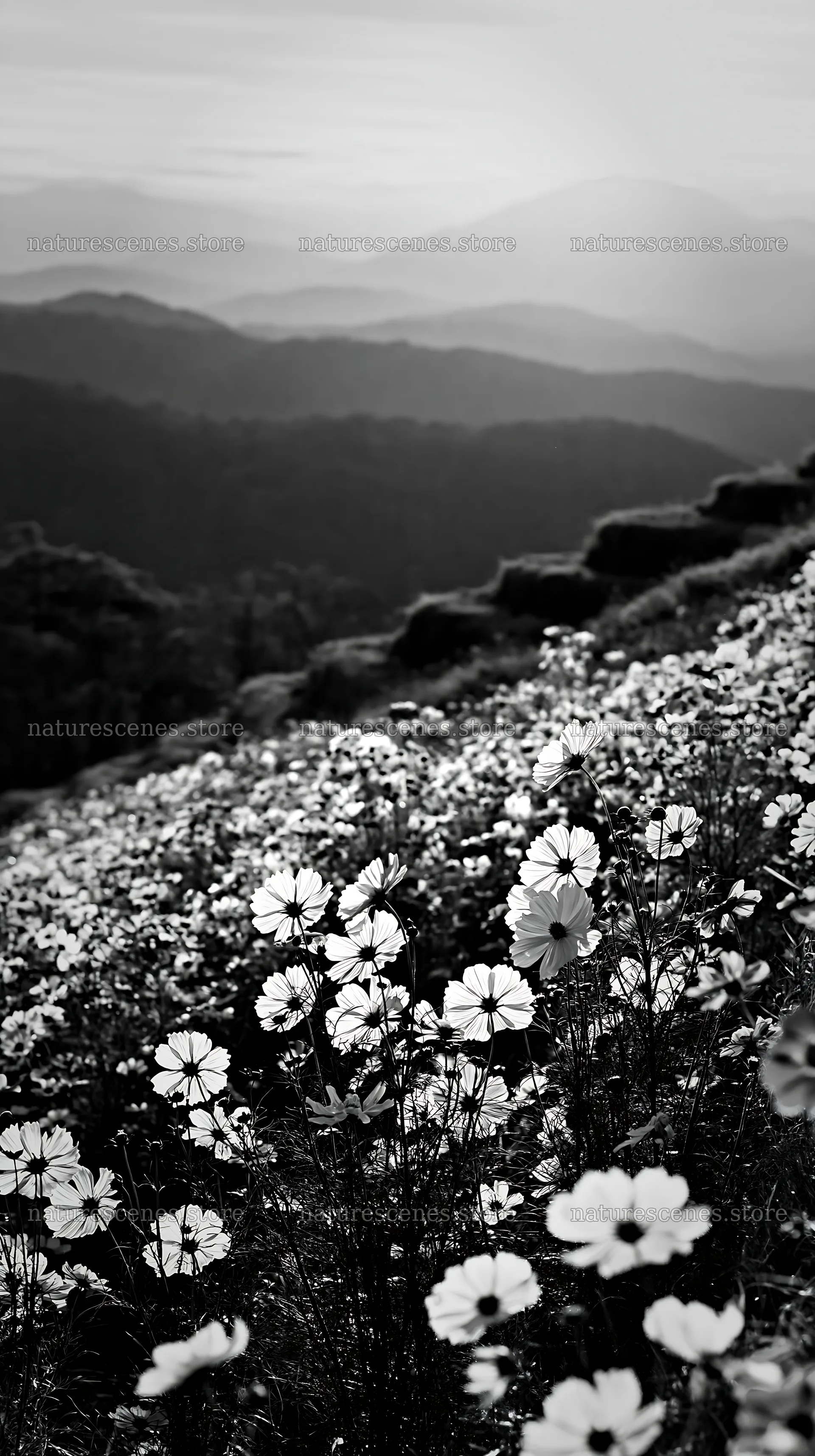 Colorful cosmos meadow during golden hour light – nature scenes 5938x10608