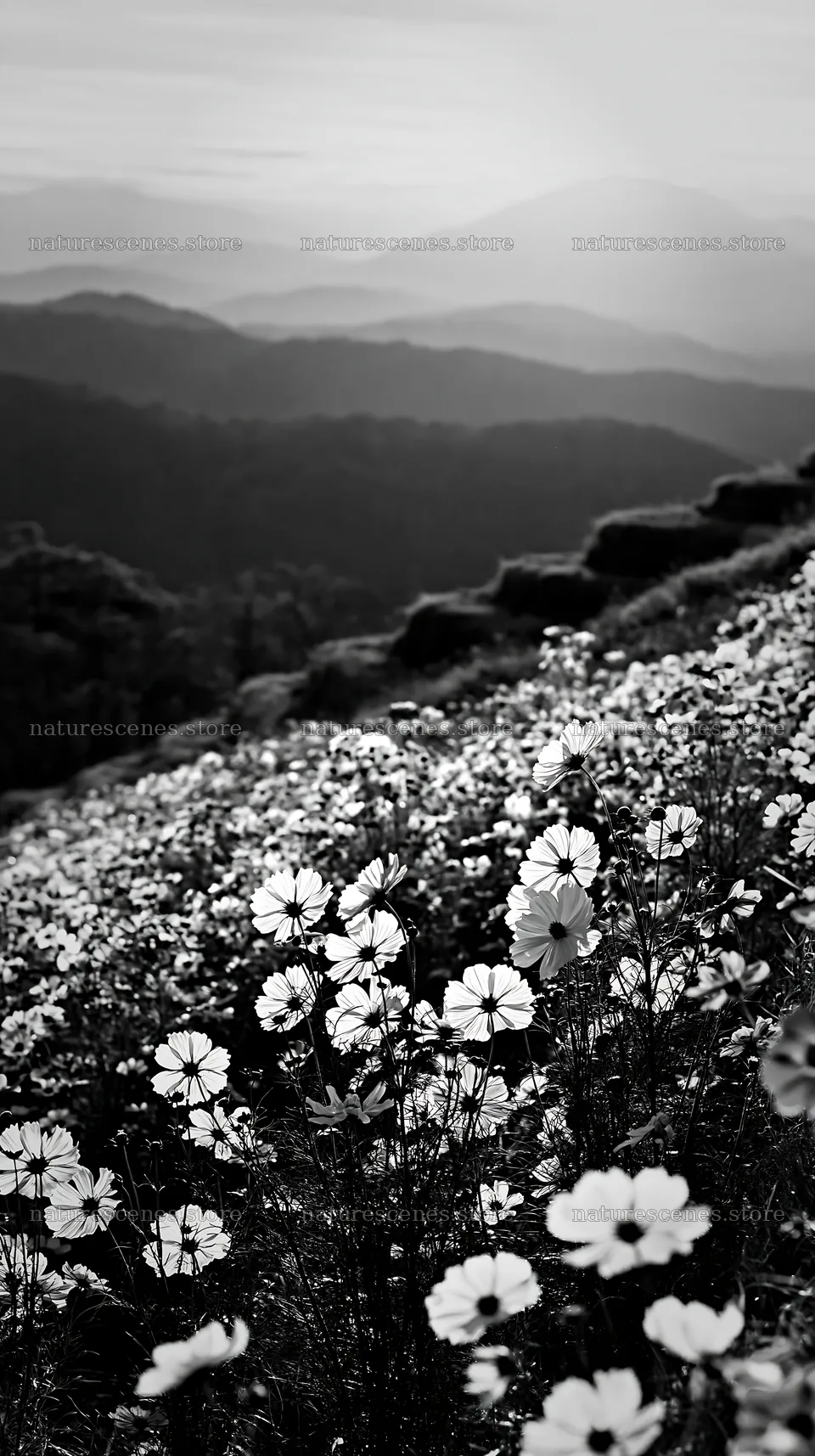 Colorful cosmos meadow during golden hour light – nature scenes 5938x10608
