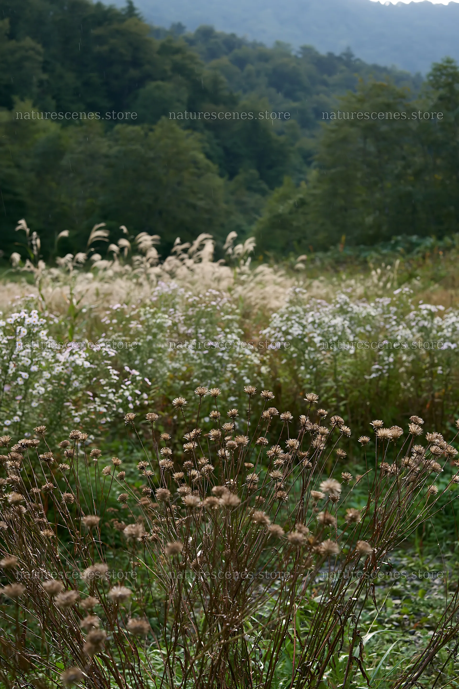 Iwate rain refreshed meadow seedhead foreground with blurred plants – nature scenes 6480x9722