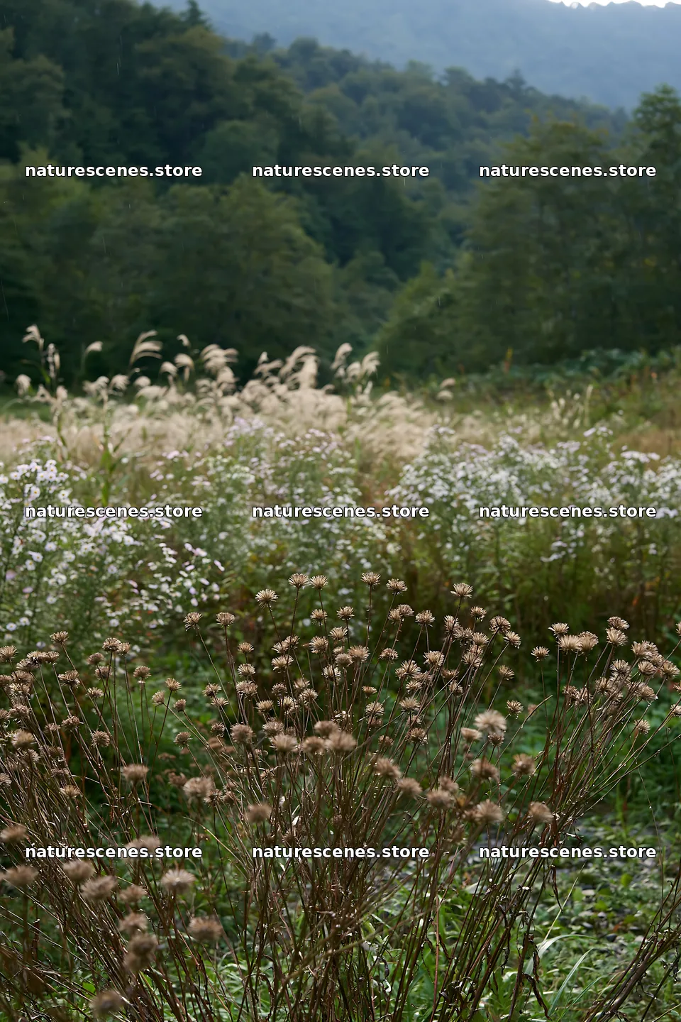 Iwate rain refreshed meadow seedhead foreground with blurred plants – nature scenes 6480x9722